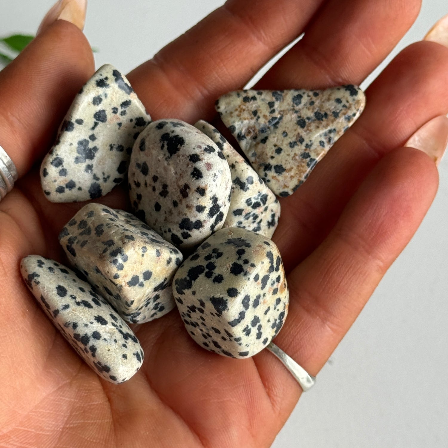 Dalmatian Jasper Tumbled