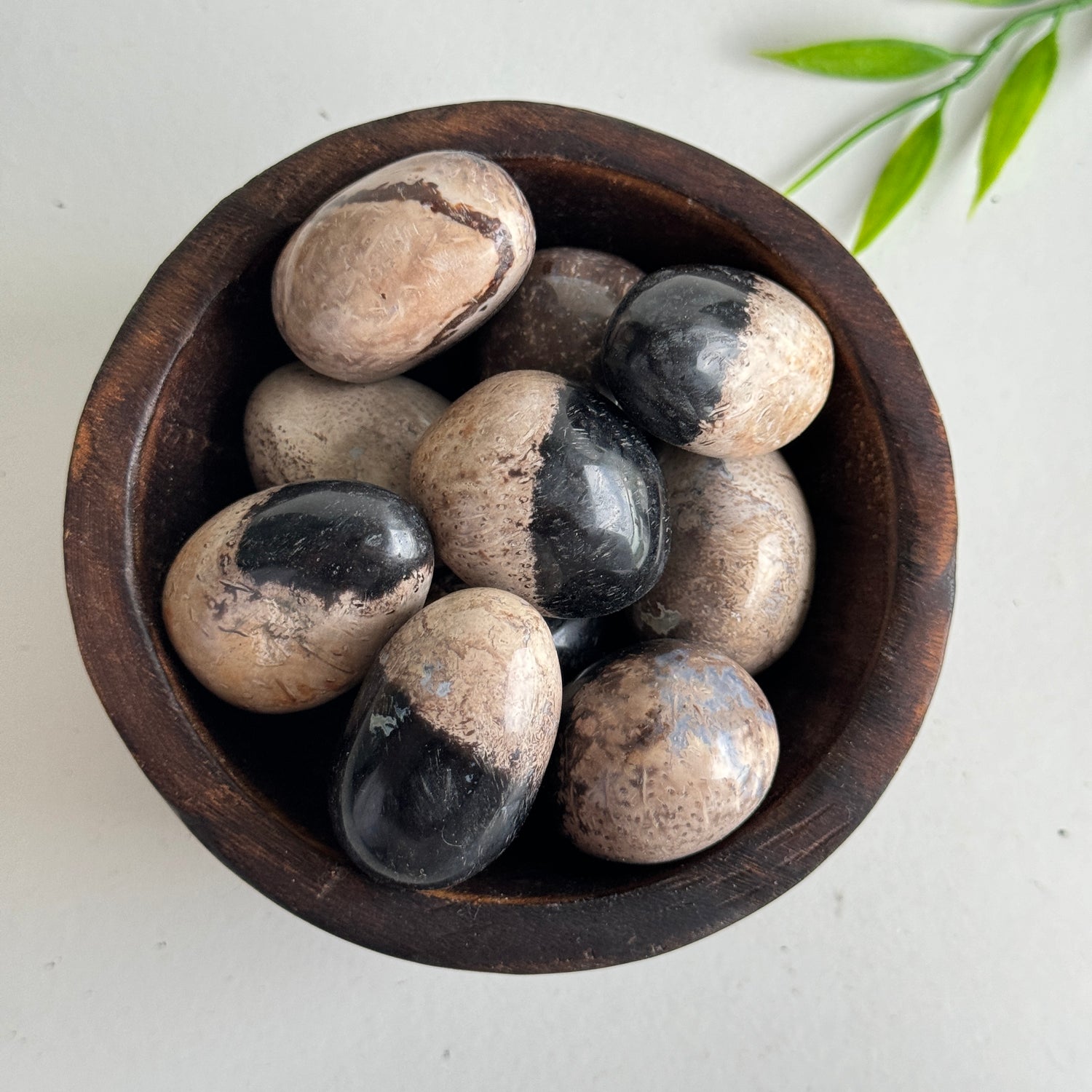 Petrified Palmwood Tumble