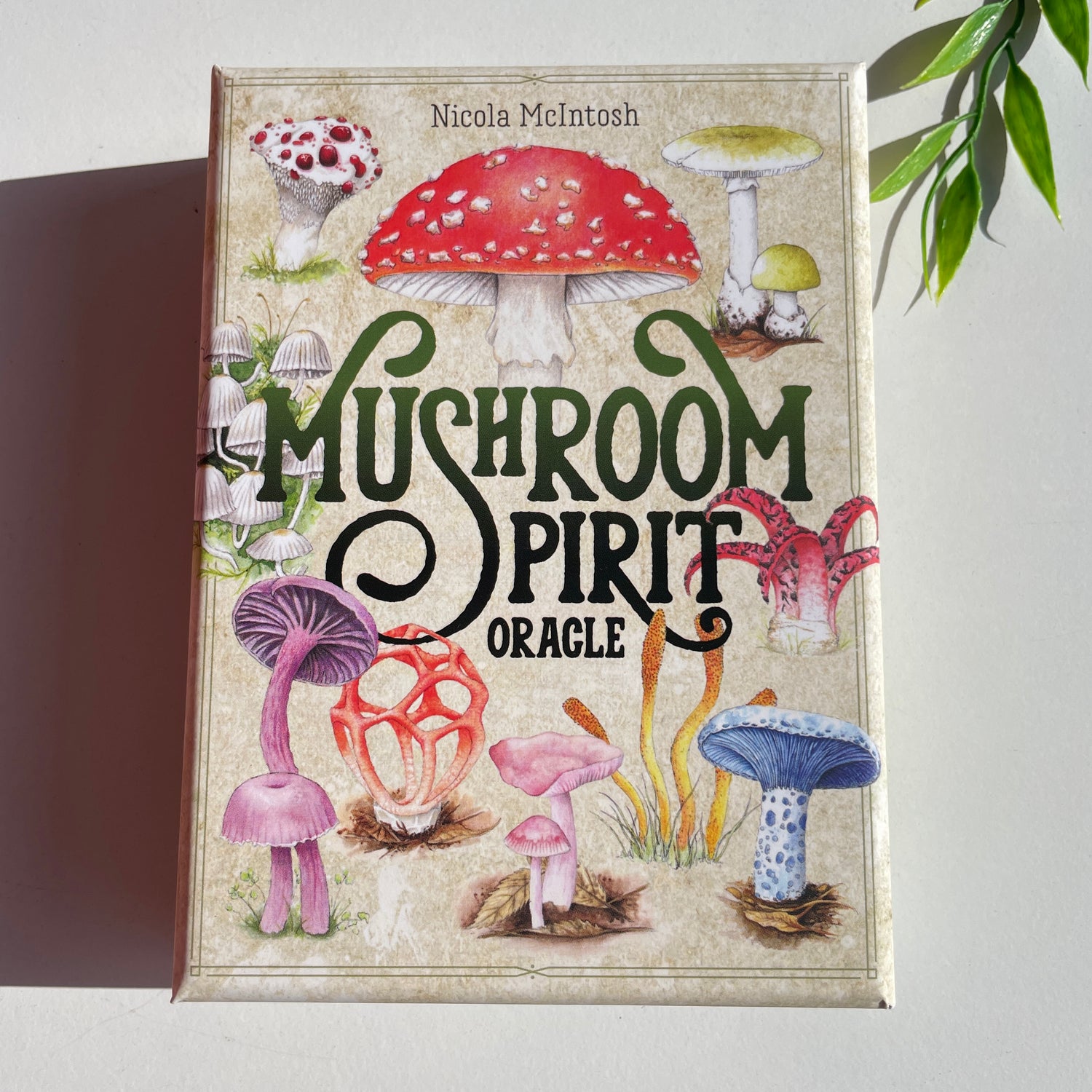 Mushroom Spirit Oracle Nicola McIntosh