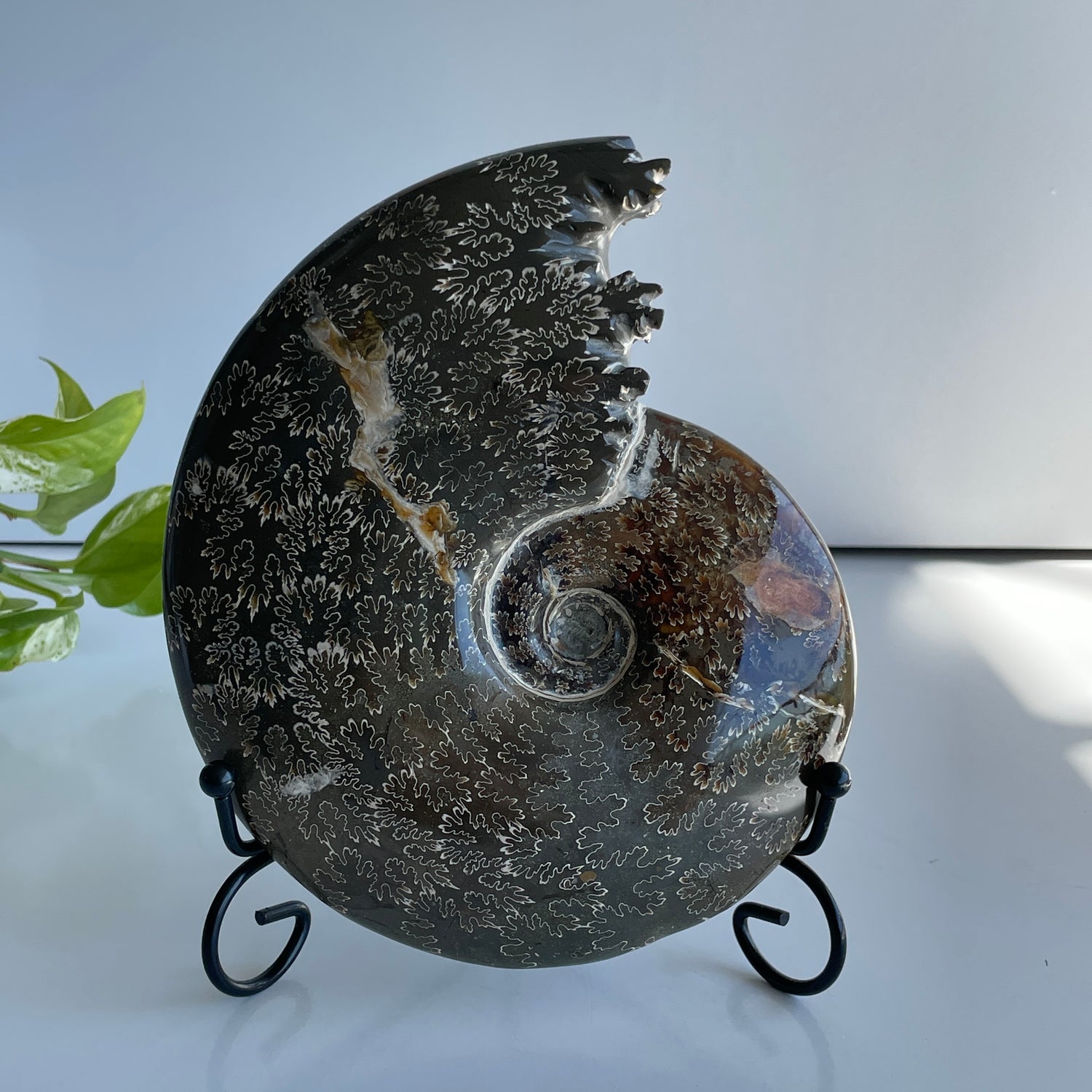 Ammonite 1.238kg