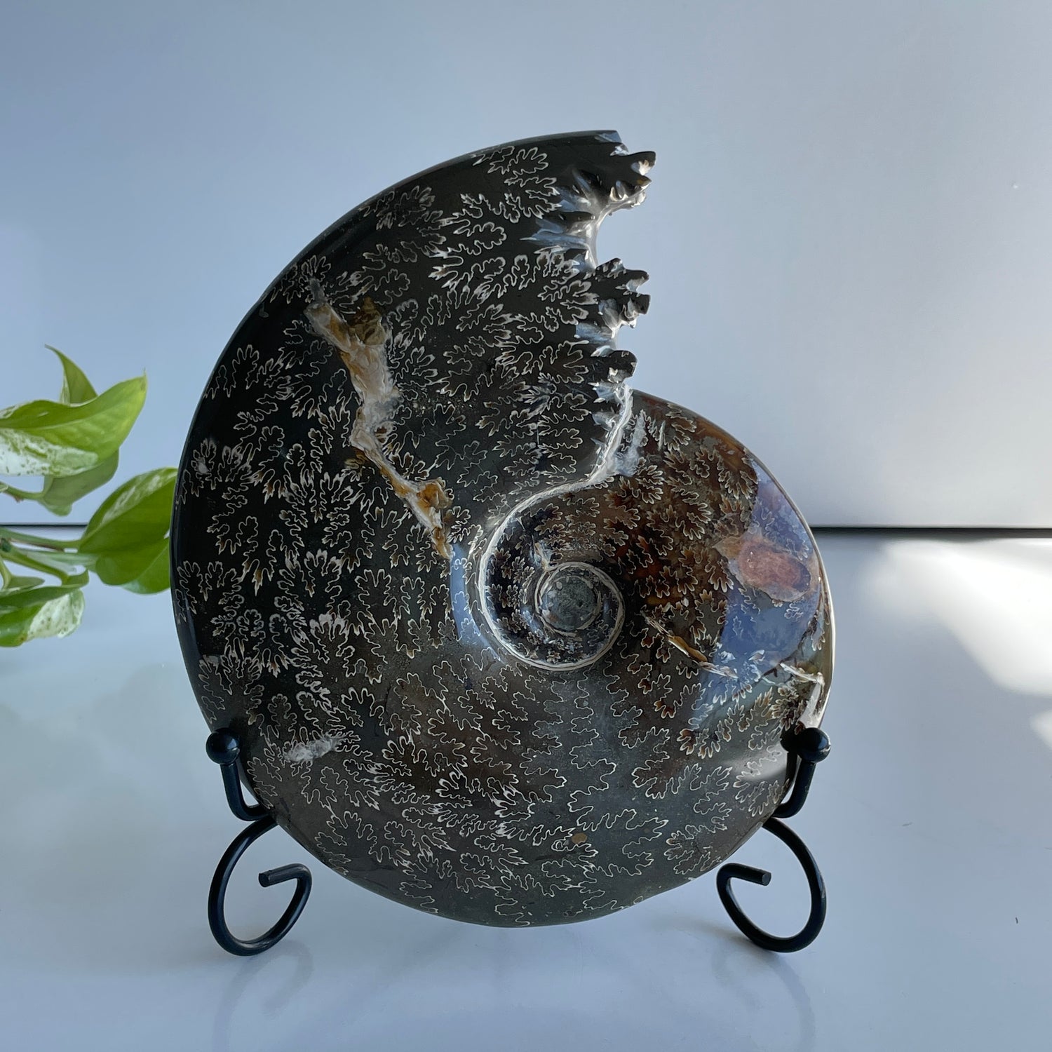 Ammonite 1.238kg