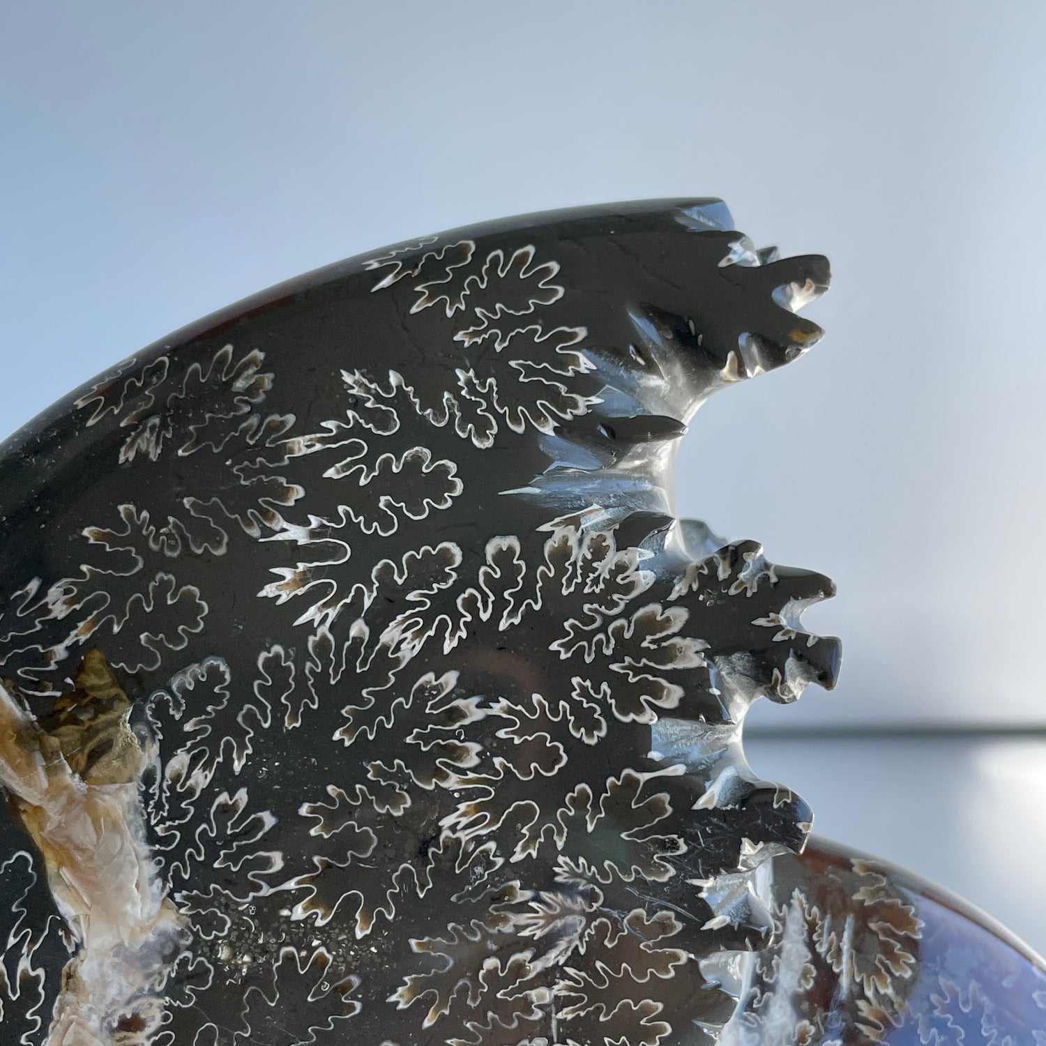 Ammonite 1.238kg