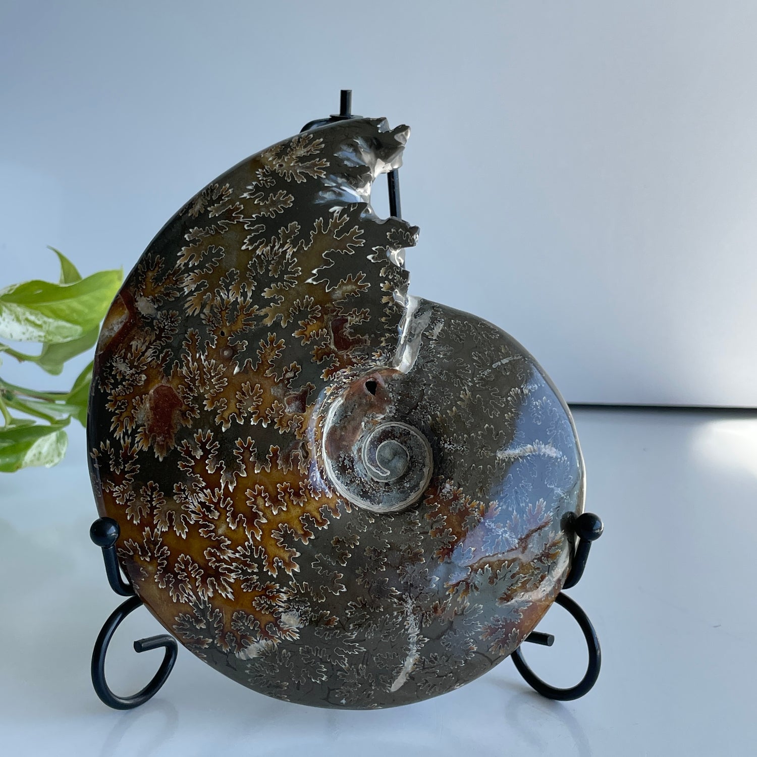 Ammonite 988g