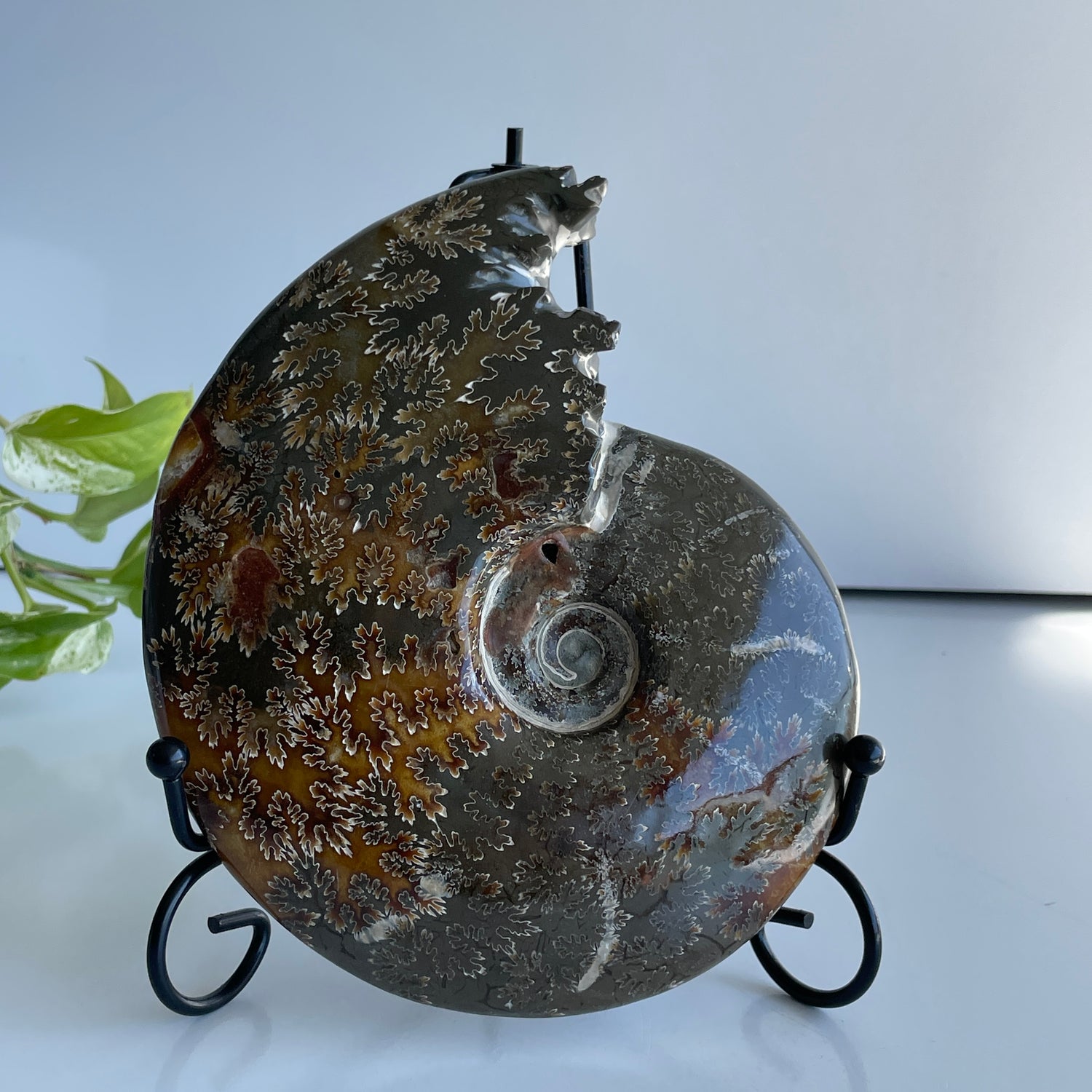 Ammonite 988g