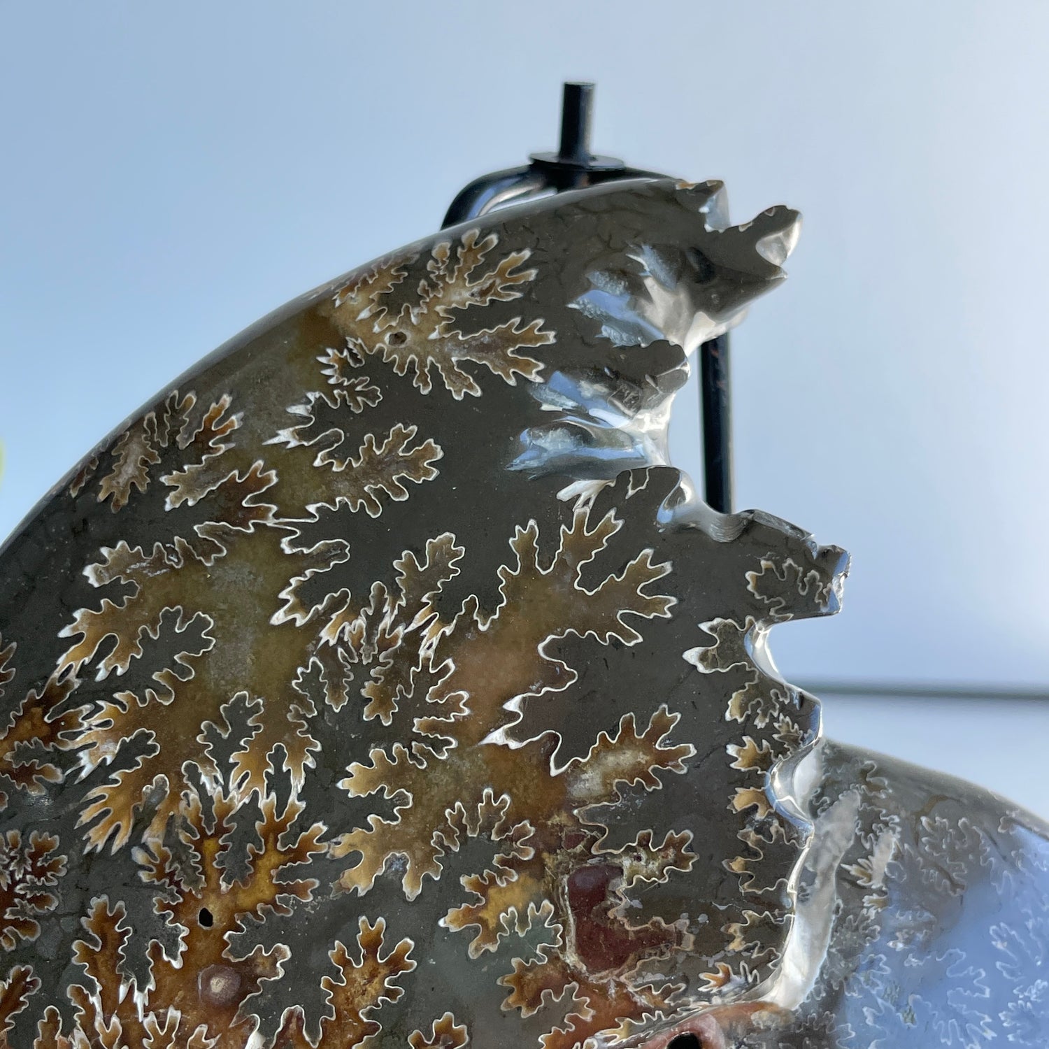 Ammonite 988g
