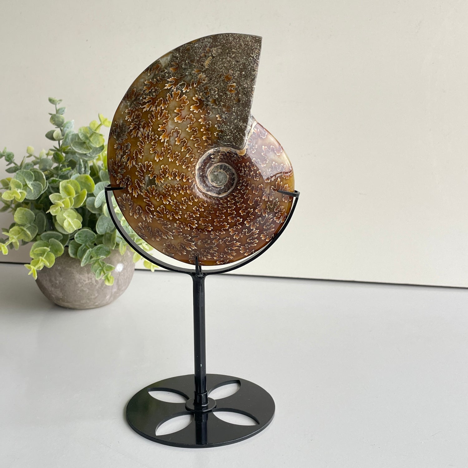 Ammonite Pce In Stand 652g