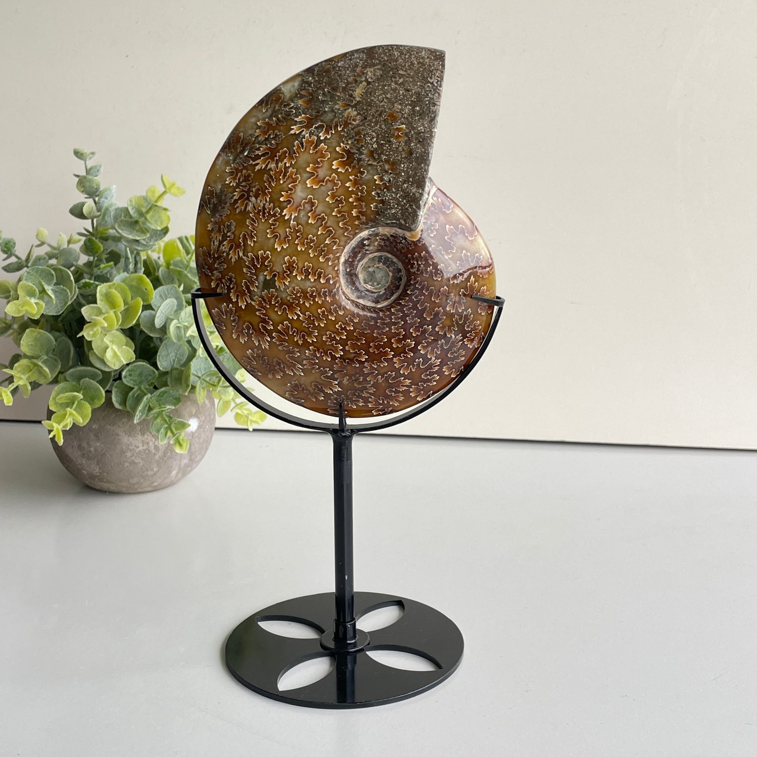 Ammonite Pce In Stand 652g