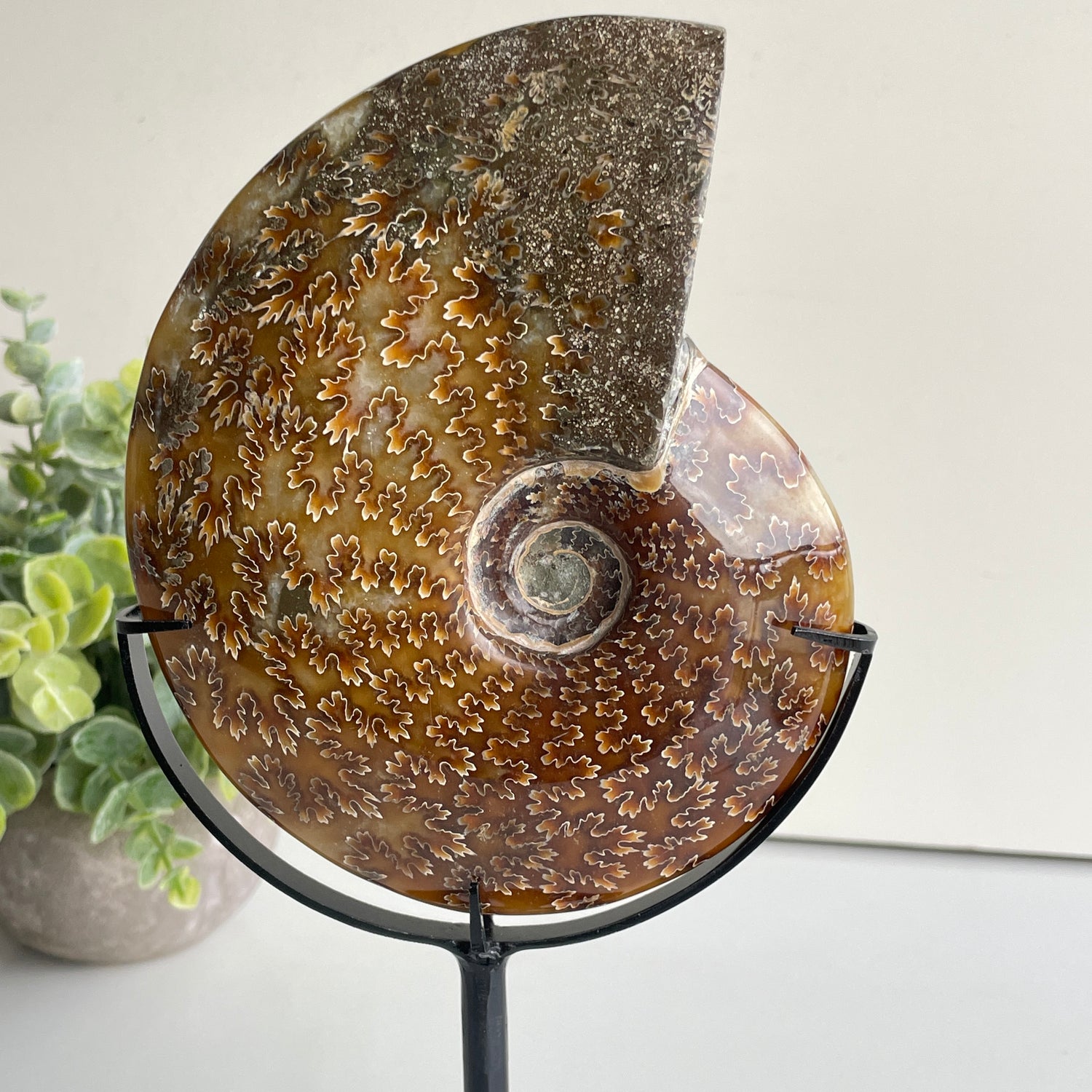 Ammonite Pce In Stand 652g
