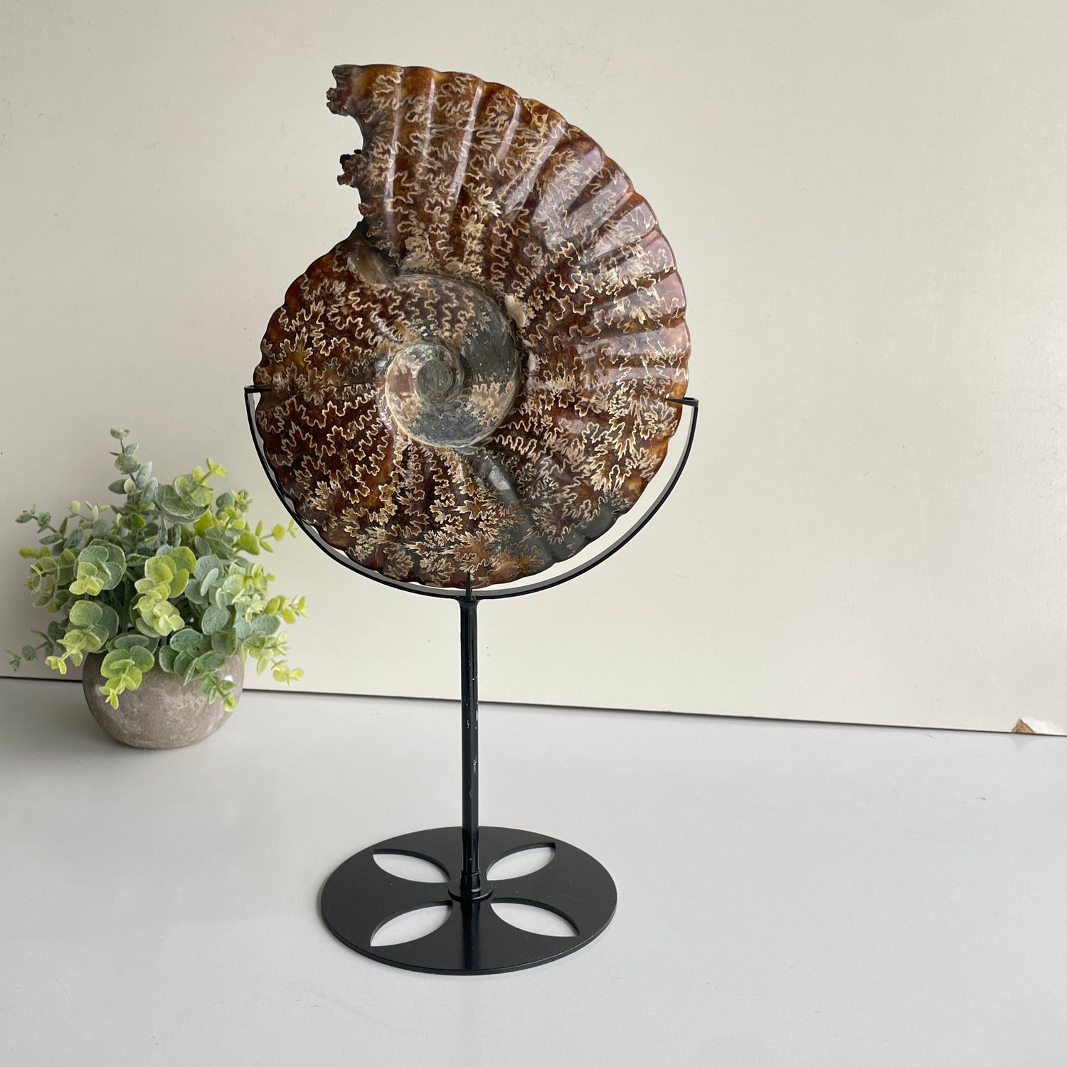Ammonite Pce In Stand 1.896kg