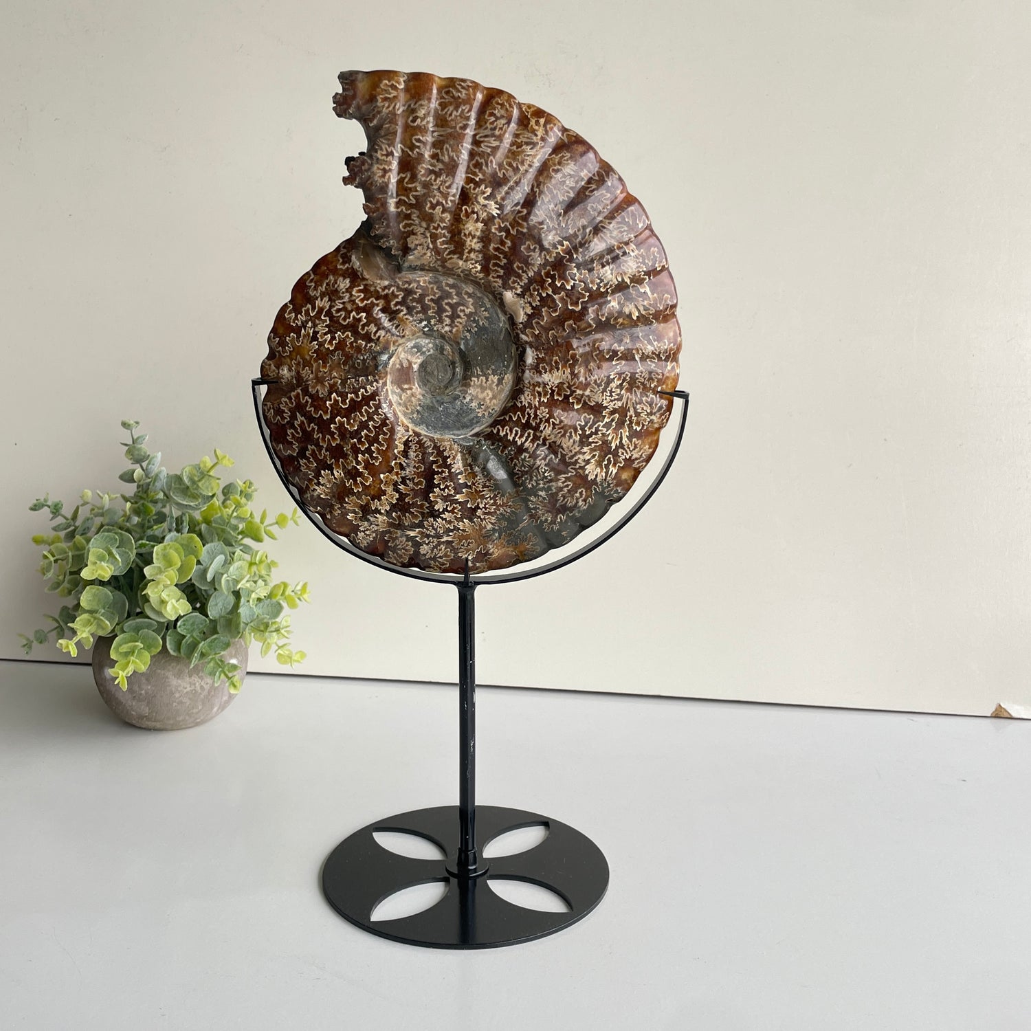 Ammonite Pce In Stand 1.896kg