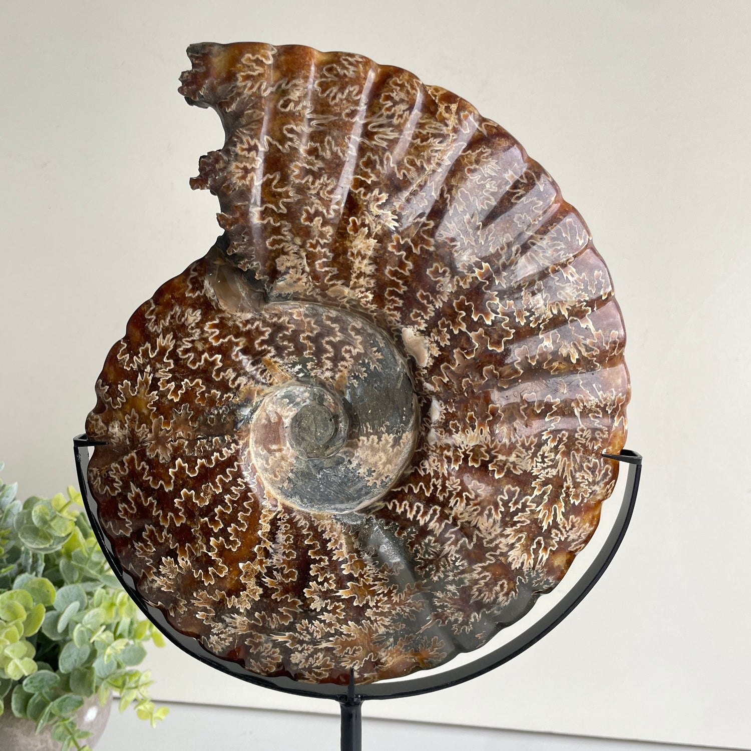 Ammonite Pce In Stand 1.896kg