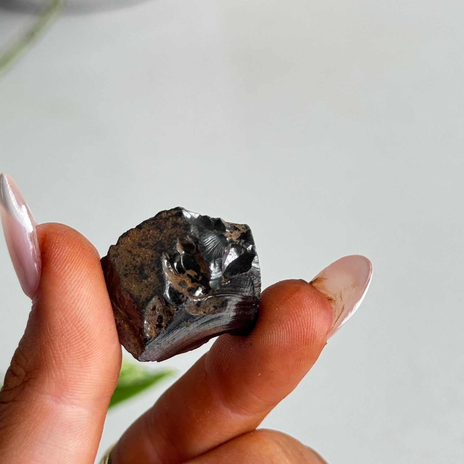 Noble Shungite Pce 5