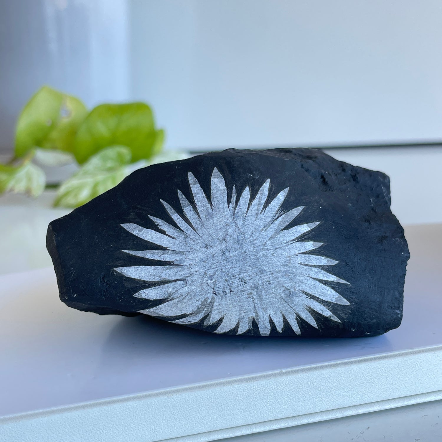 Chrysanthemum Stone 358g