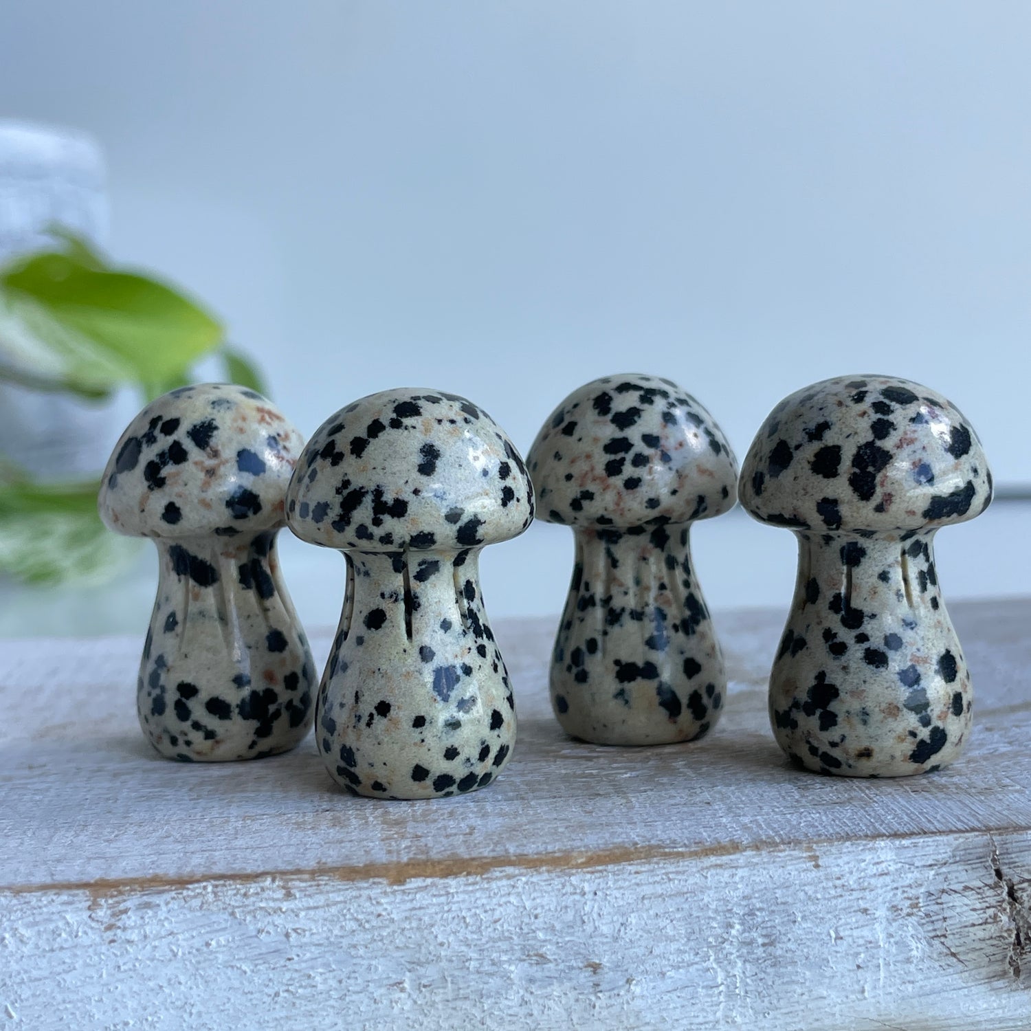 Dalmatian Mini Mushrooms