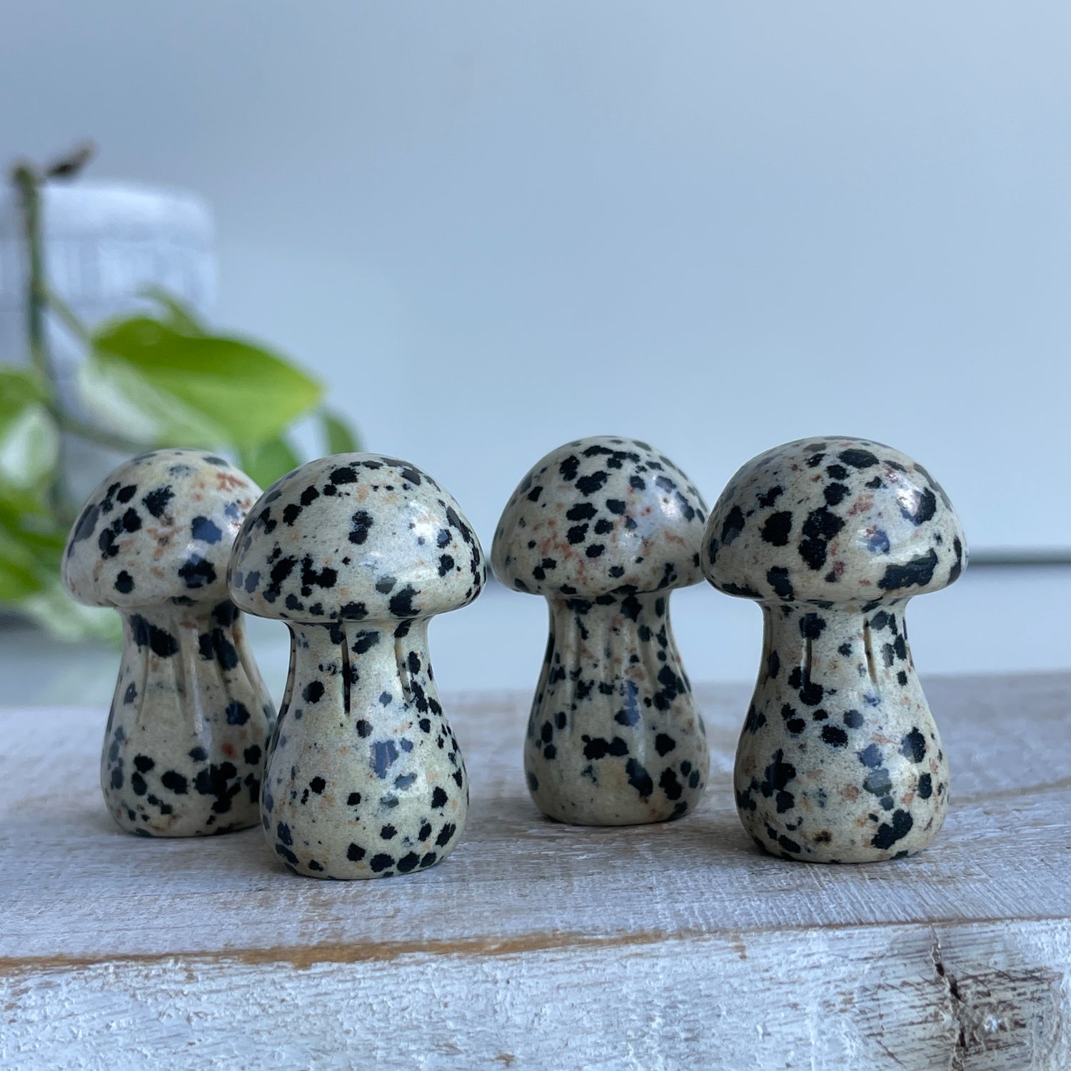 Dalmatian Mini Mushrooms