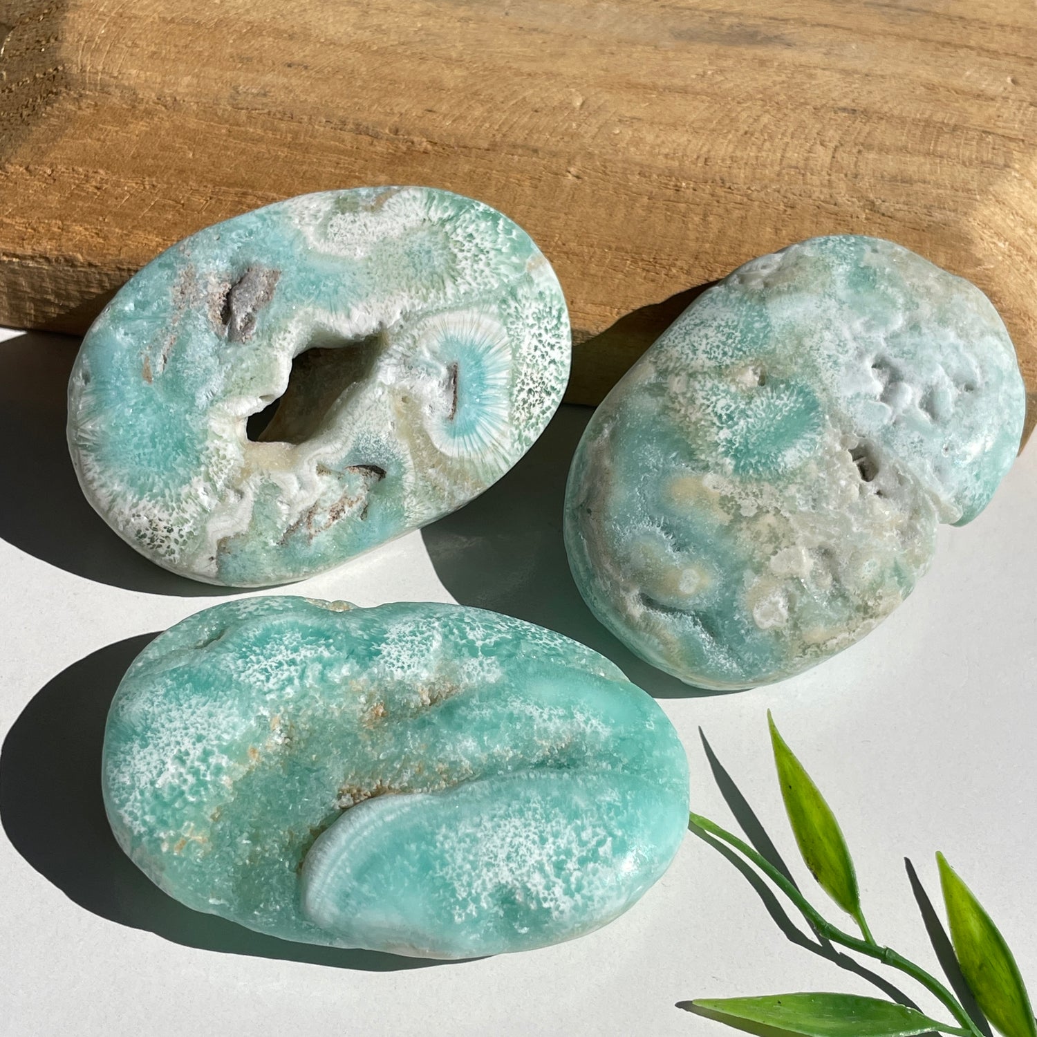 Aragonite Palmstone Lge
