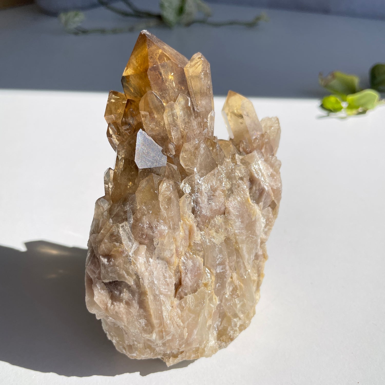 Kundalini Citrine Cluster 512g