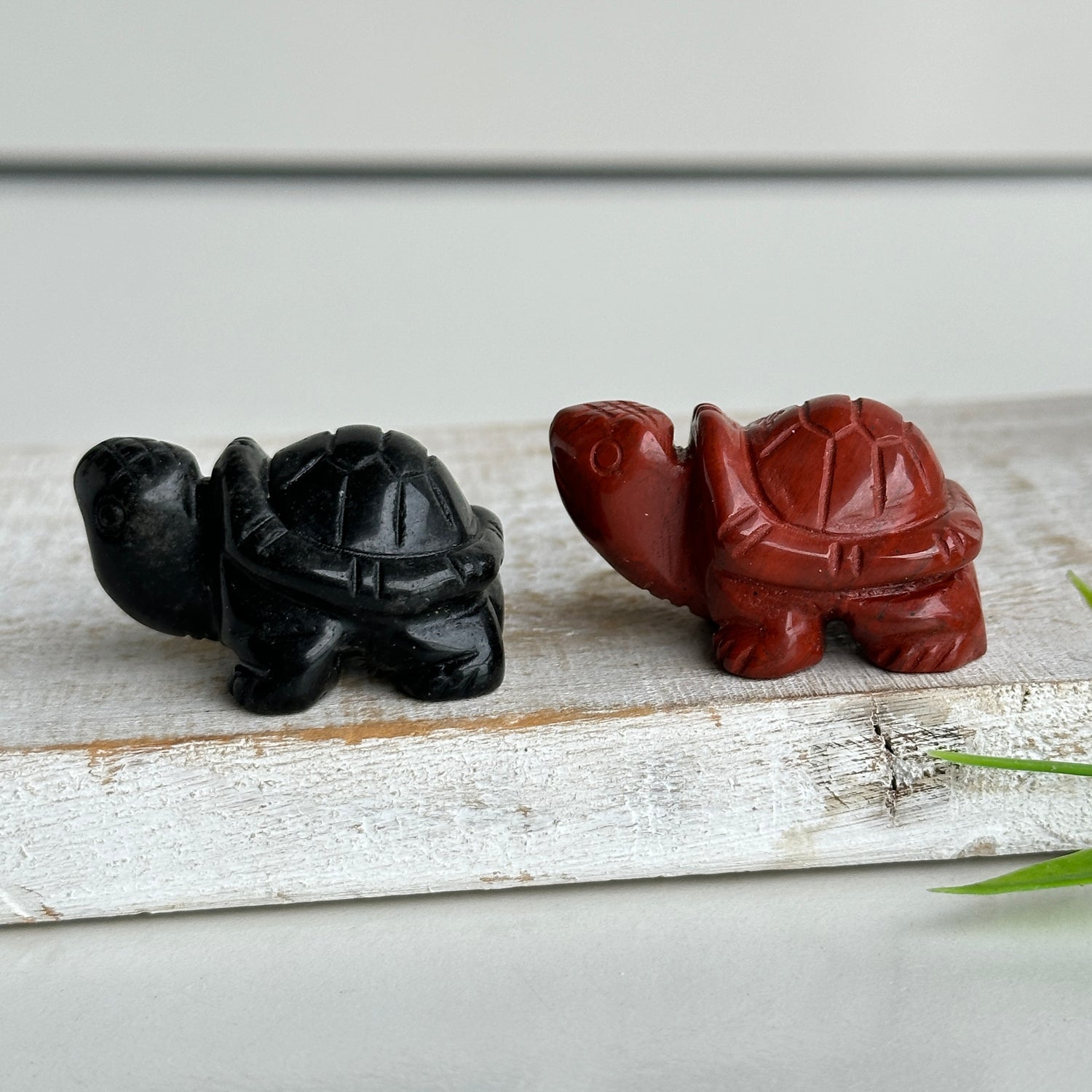 Turtles Assorted