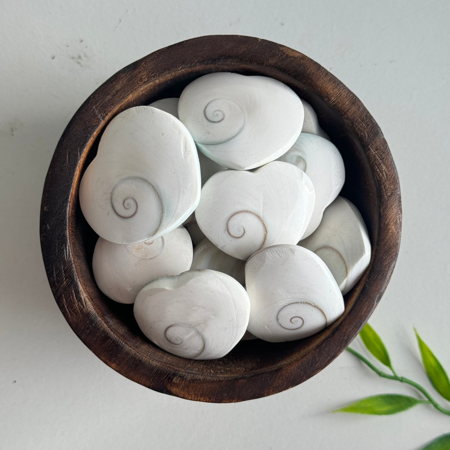 Shiva Eye Shell Hearts