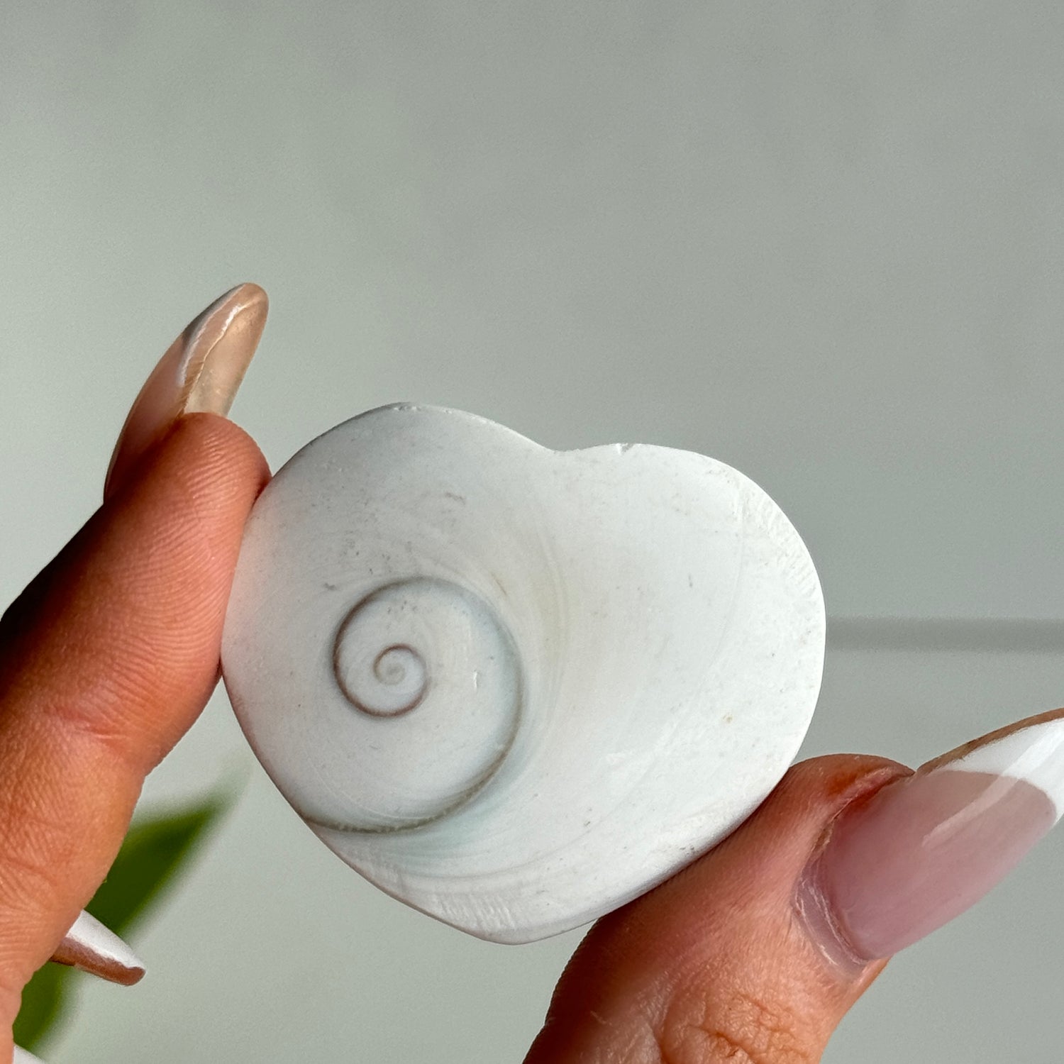 Shiva Eye Shell Hearts