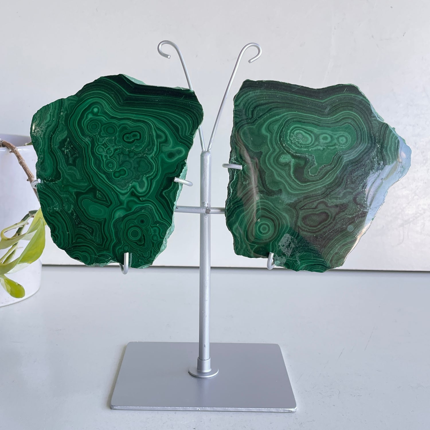 Malachite Wings In Stand 1kg