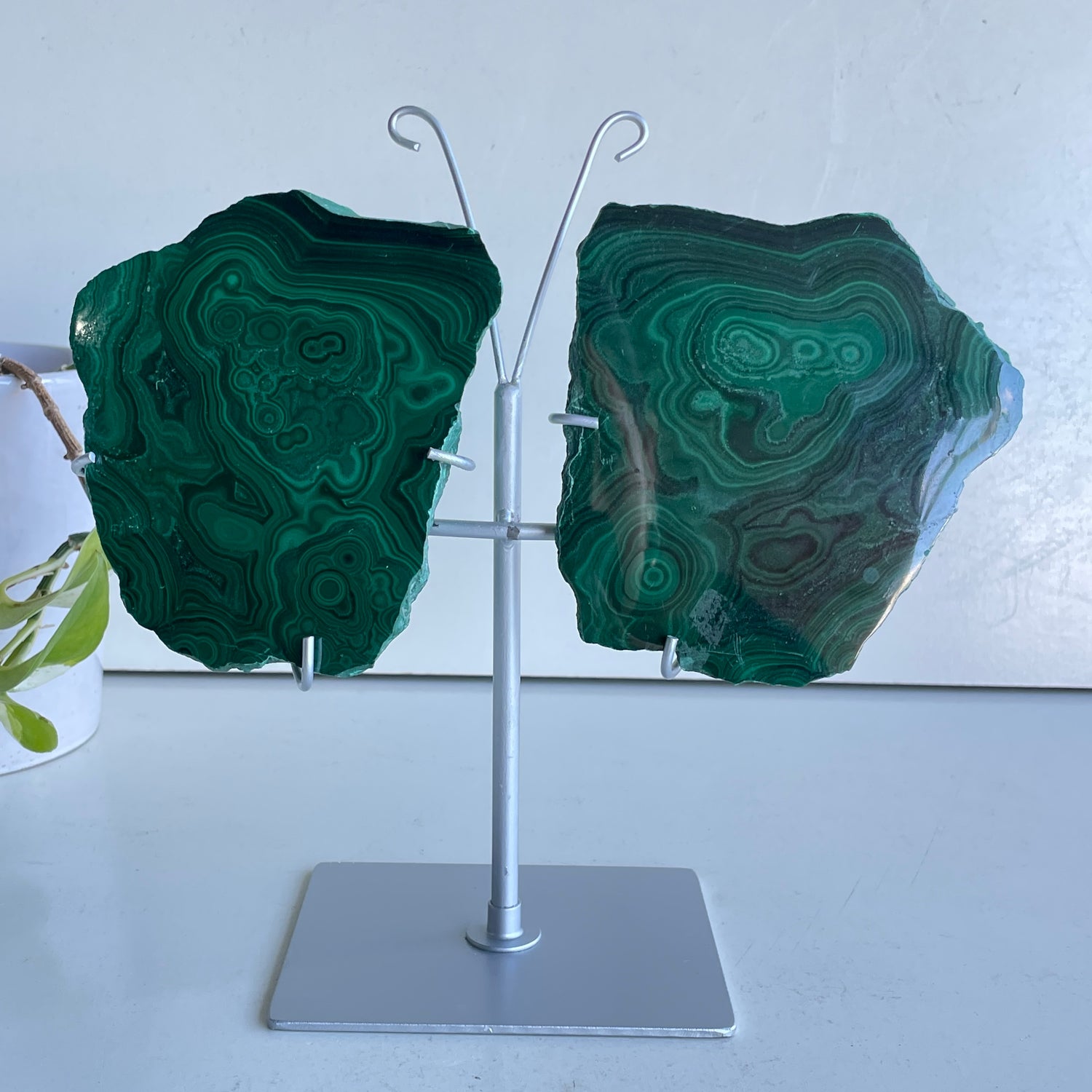 Malachite Wings In Stand 1kg