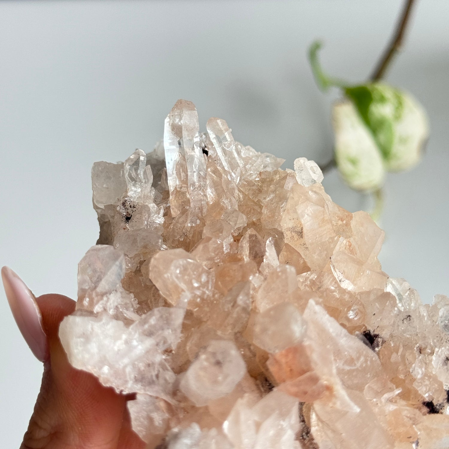 Pink Himalayan Quartz Cluster 186g