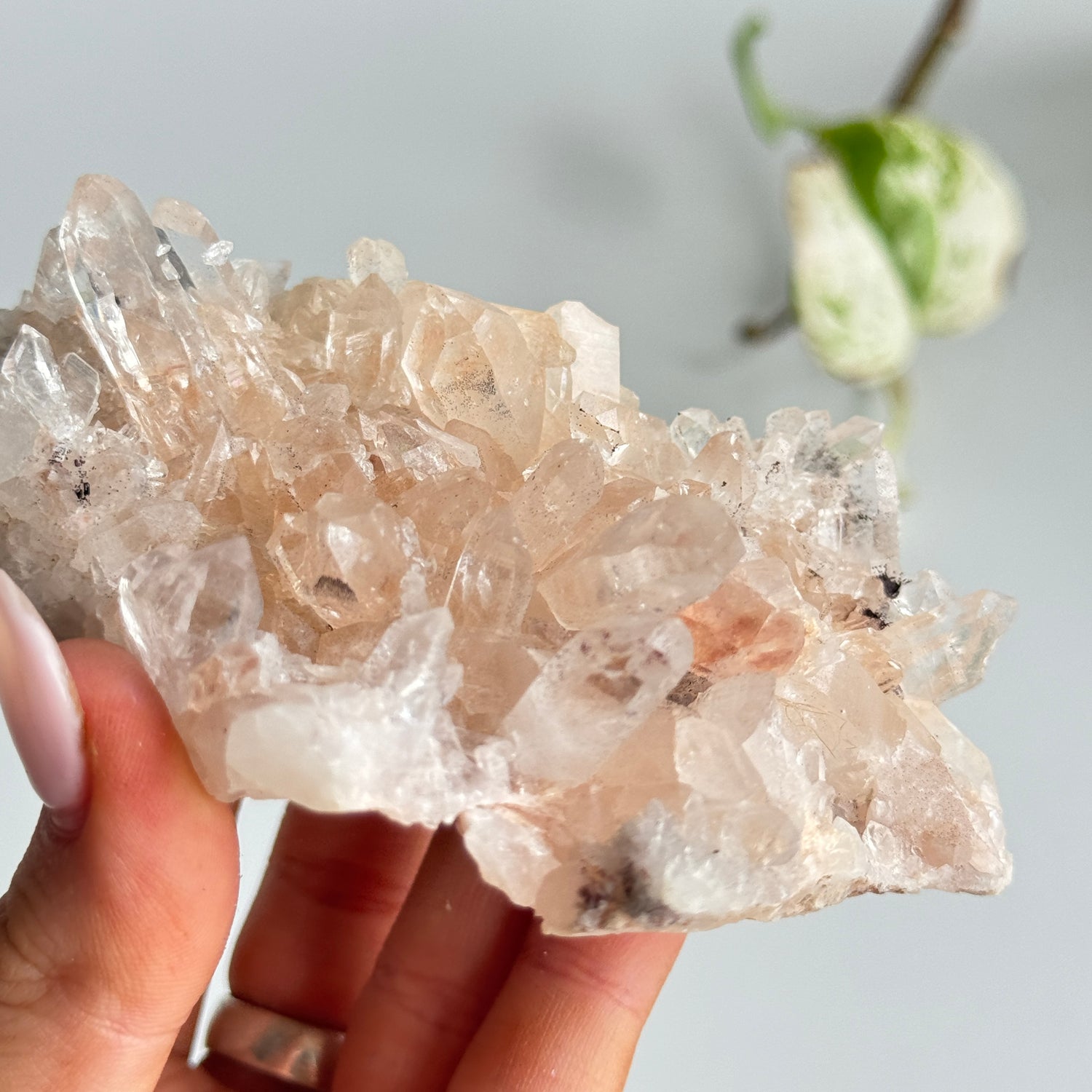 Pink Himalayan Quartz Cluster 186g