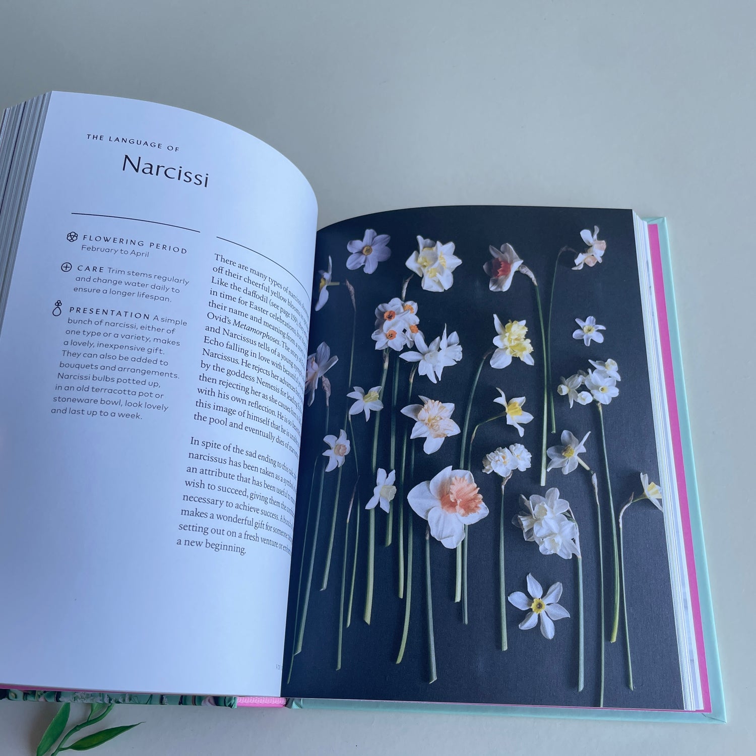 The Healing Power Of Flowers Claire Bowen  Eva Nemeth