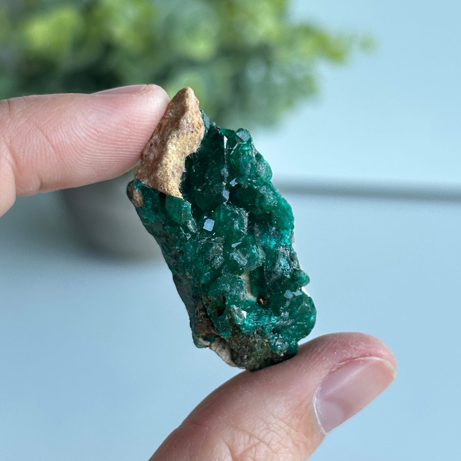 Diaoptase Pce 12g