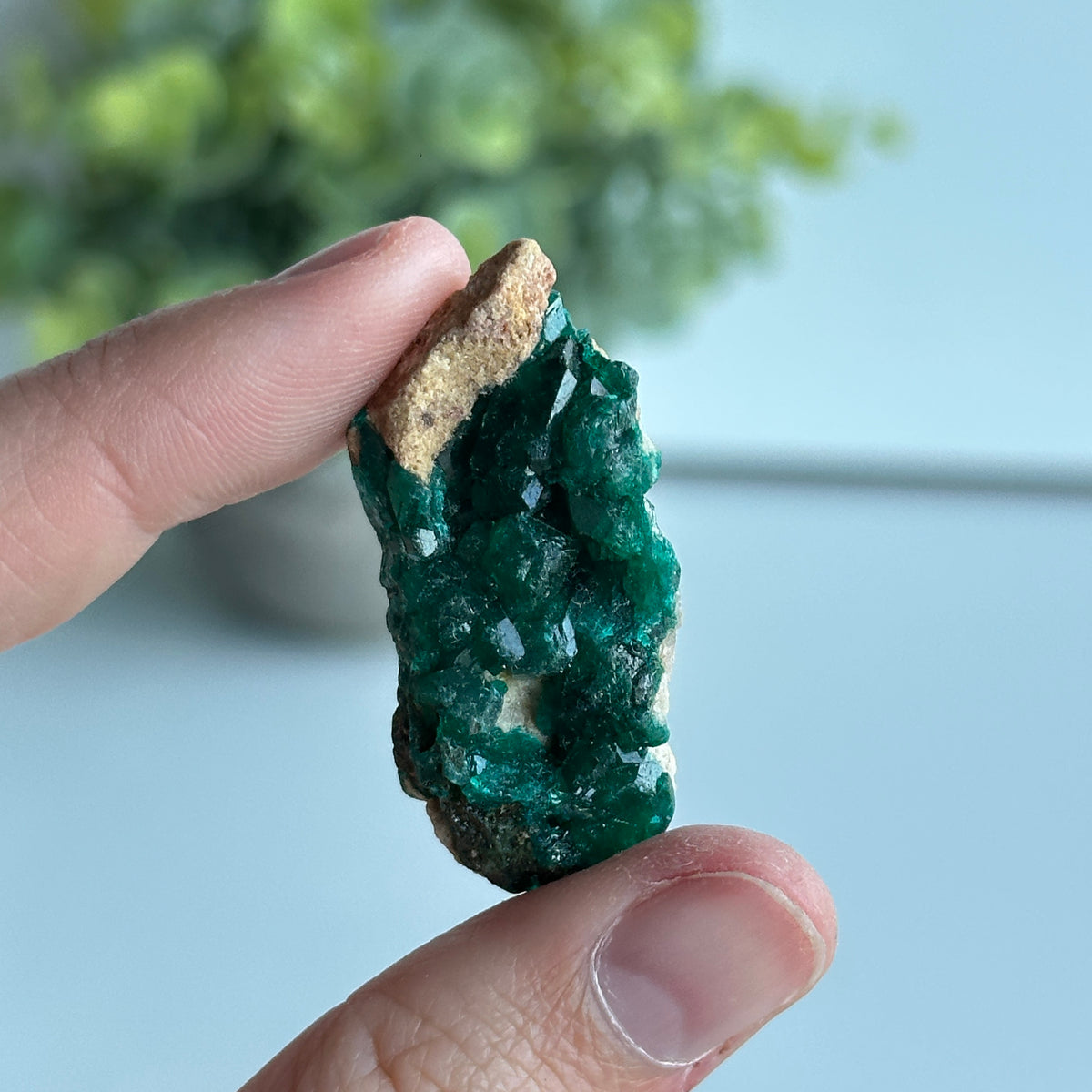 Diaoptase Pce 12g