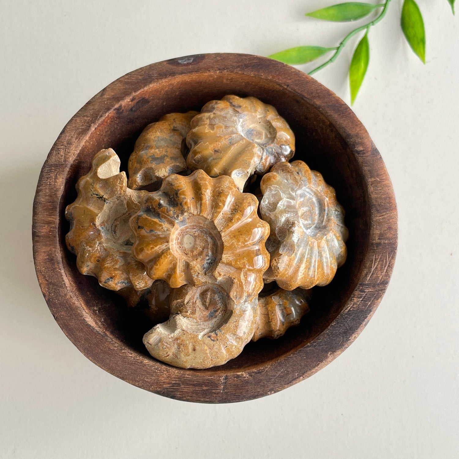 Ammonite Small