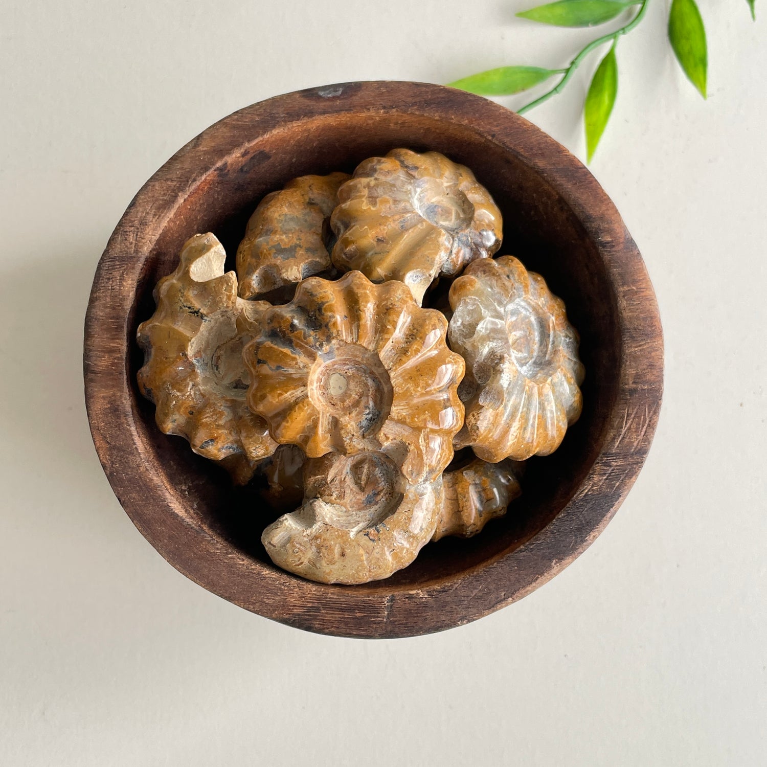 Ammonite Small