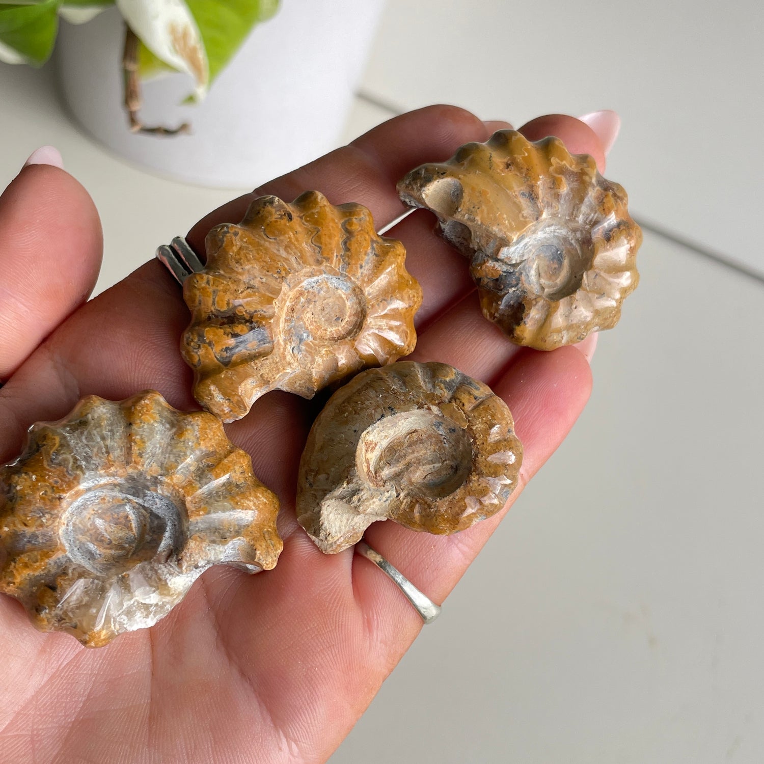 Ammonite Small