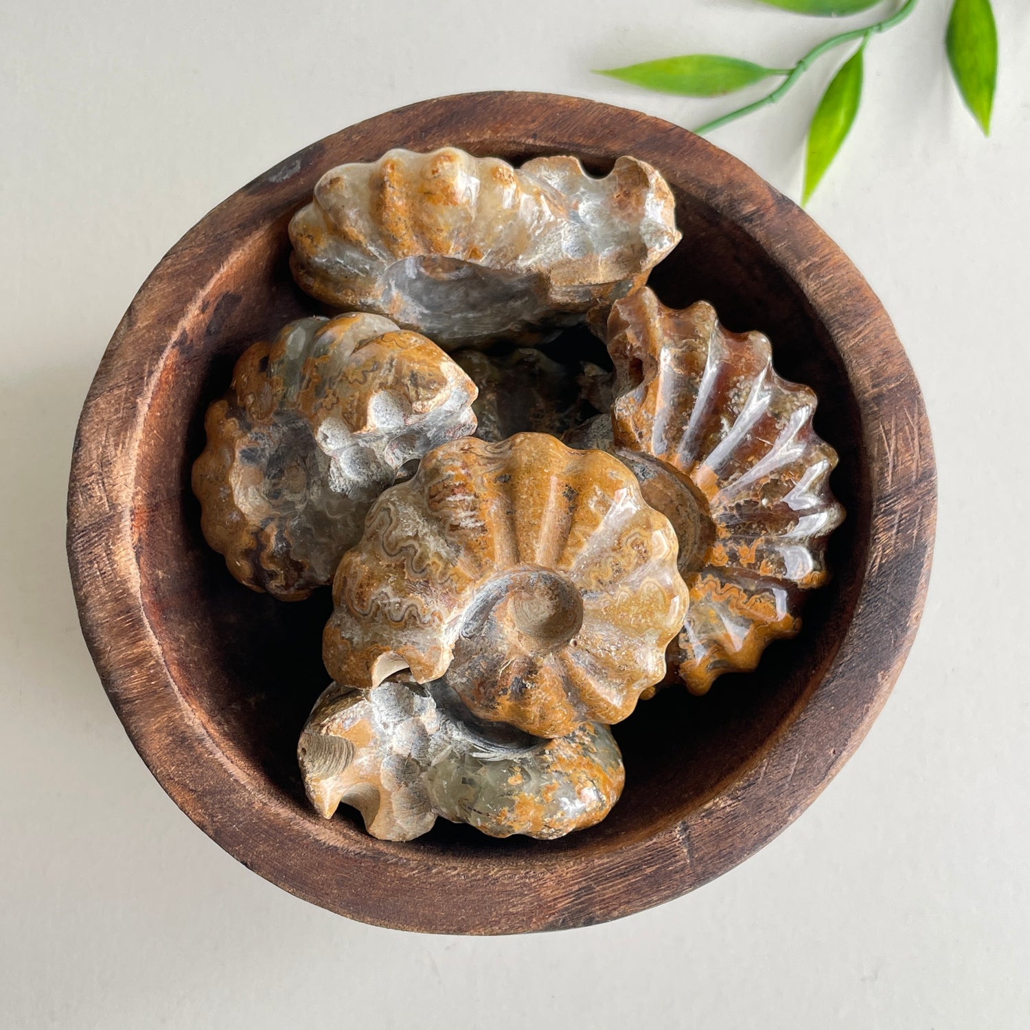 Ammonite Medium