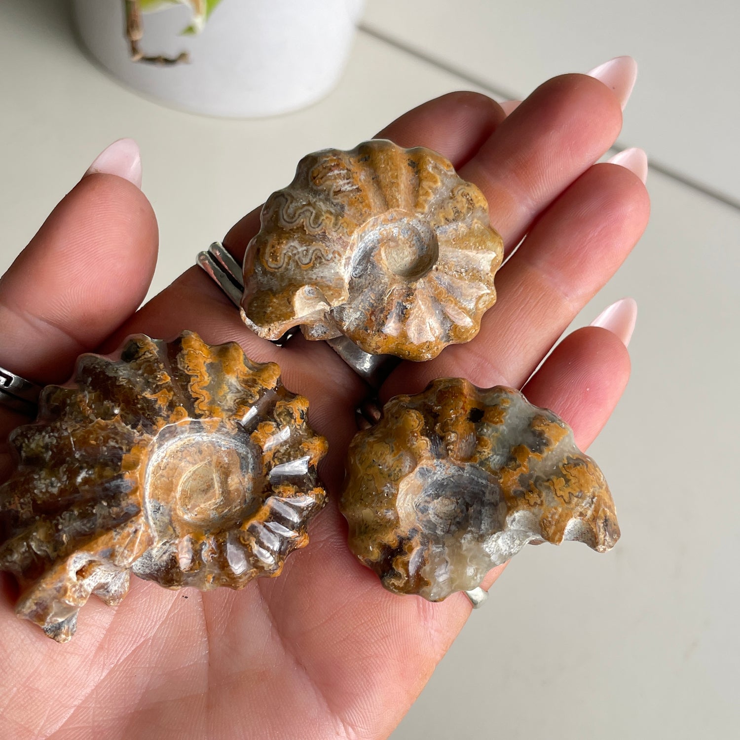 Ammonite Medium