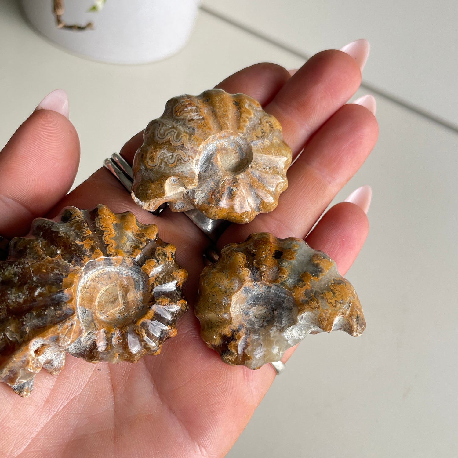 Ammonite Medium