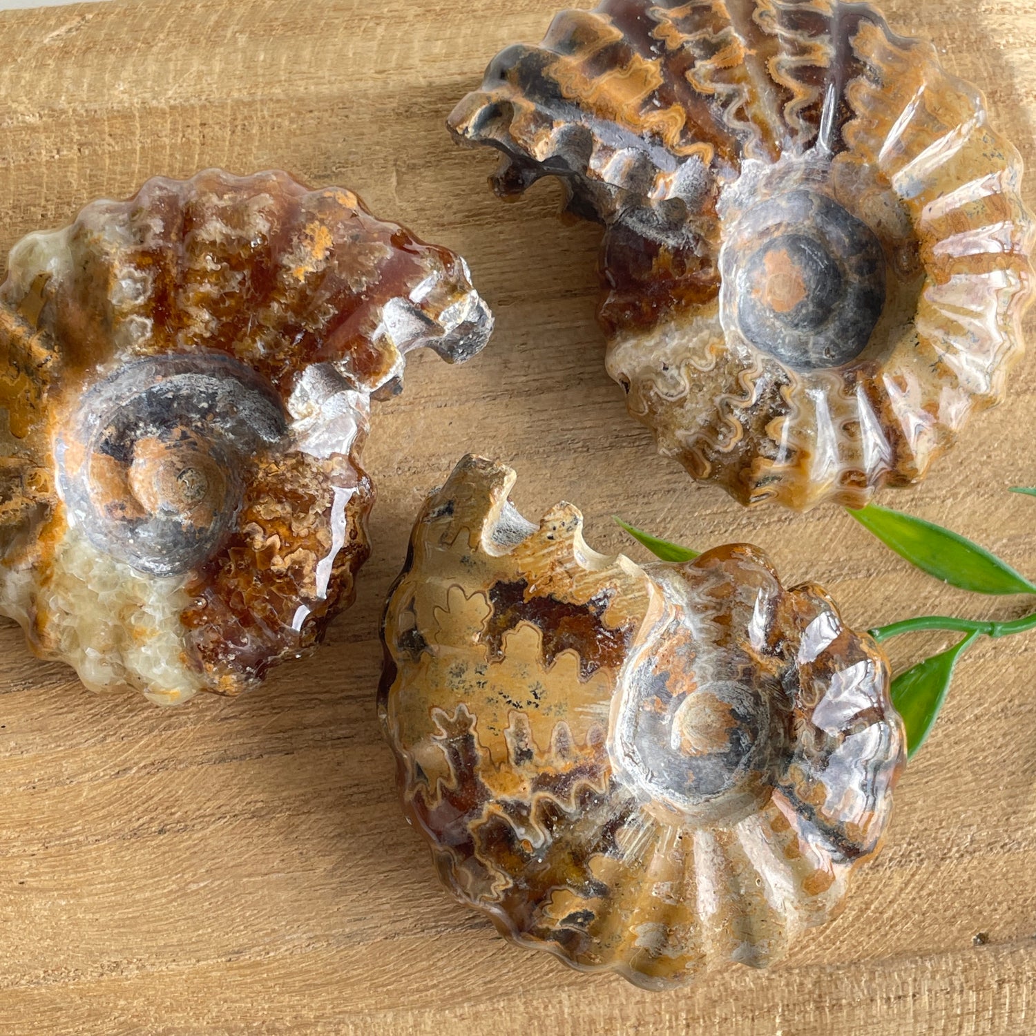 Ammonite Large