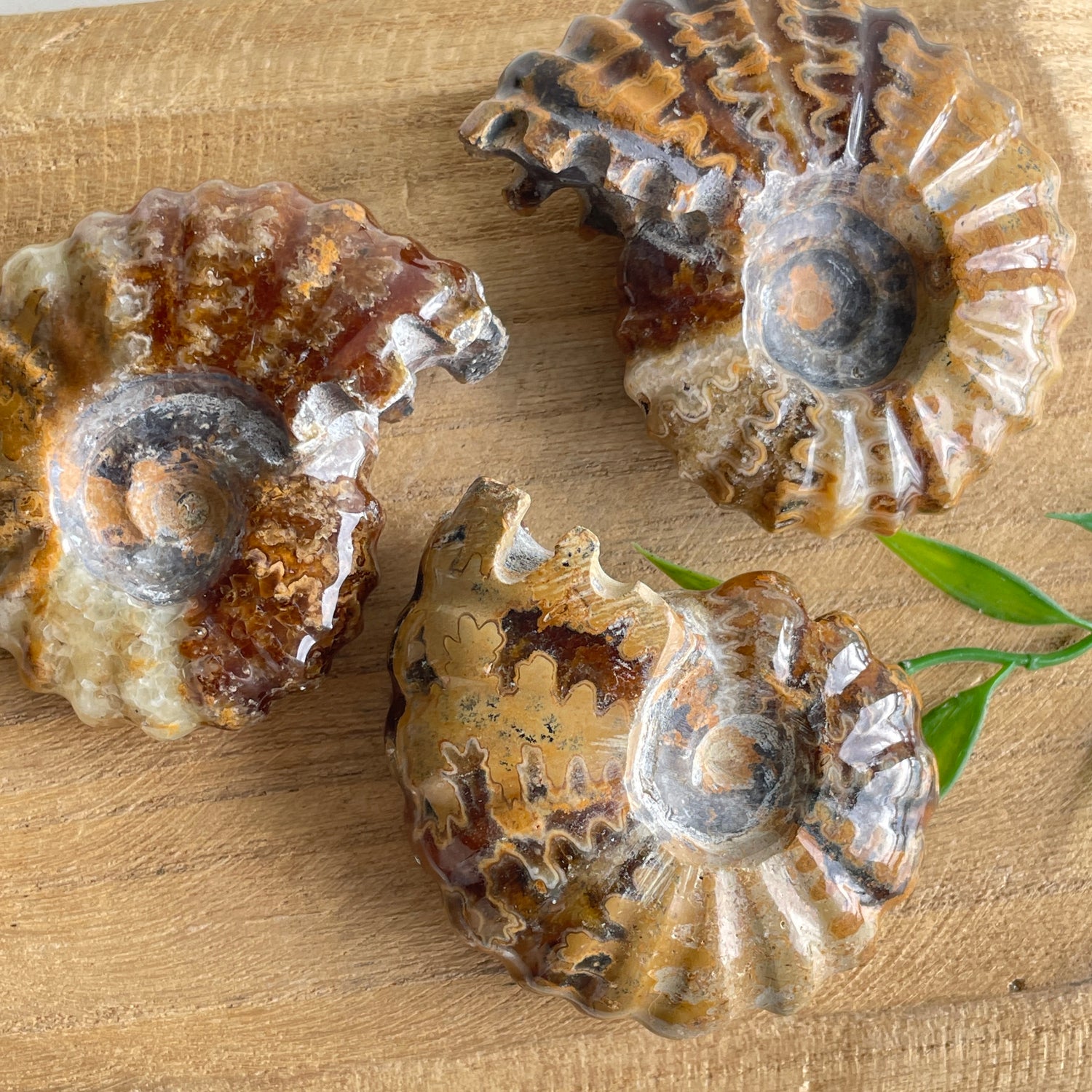 Ammonite Large