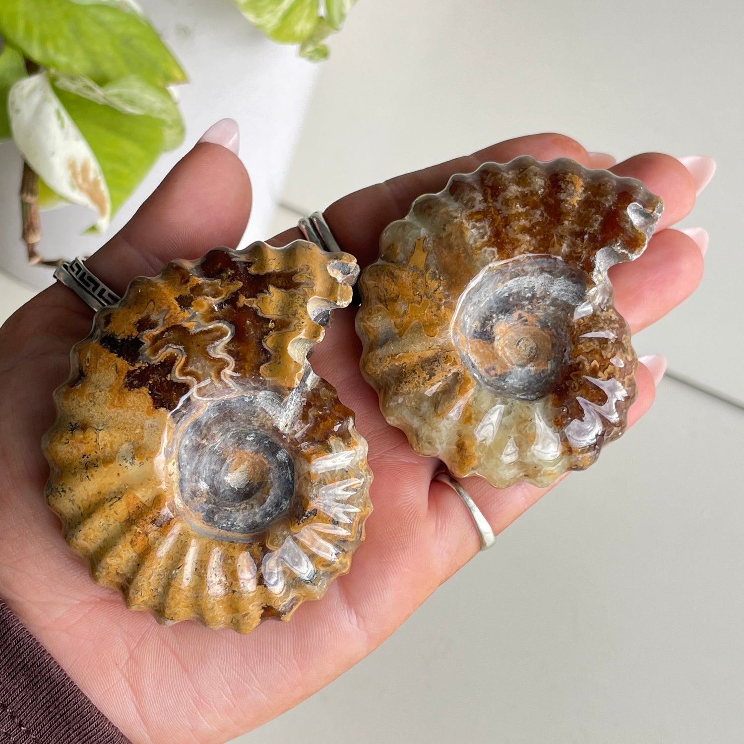 Ammonite Large