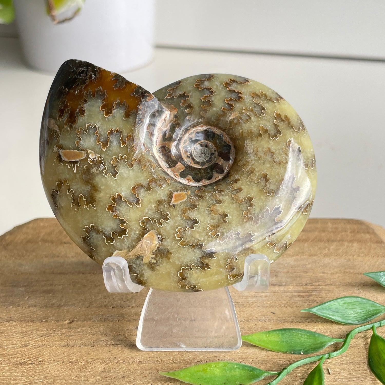 Ammonite Pce 184g