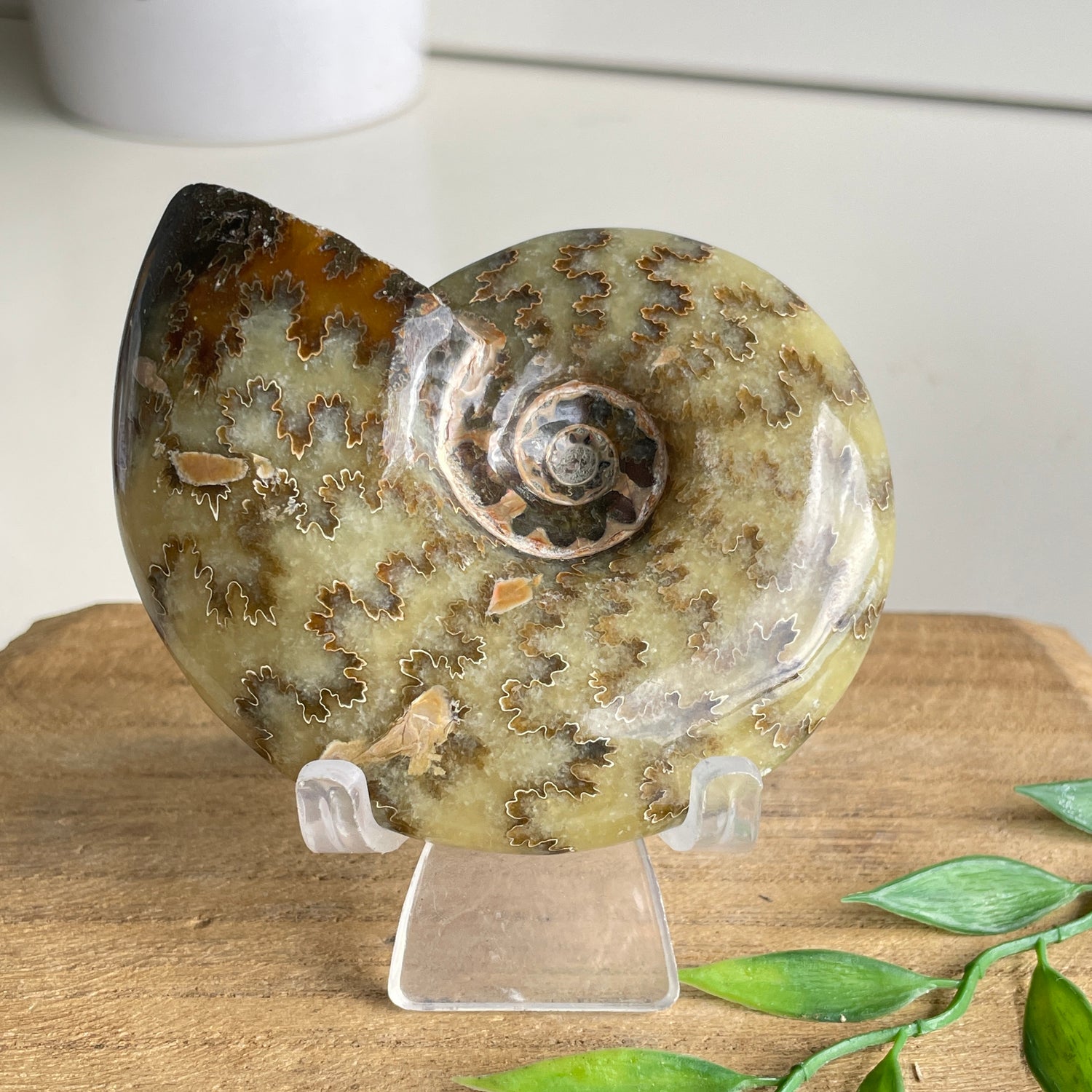 Ammonite Pce 184g