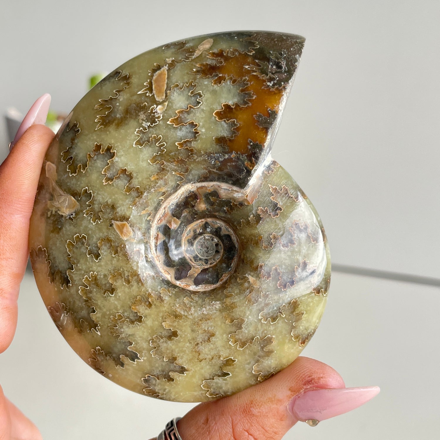 Ammonite Pce 184g