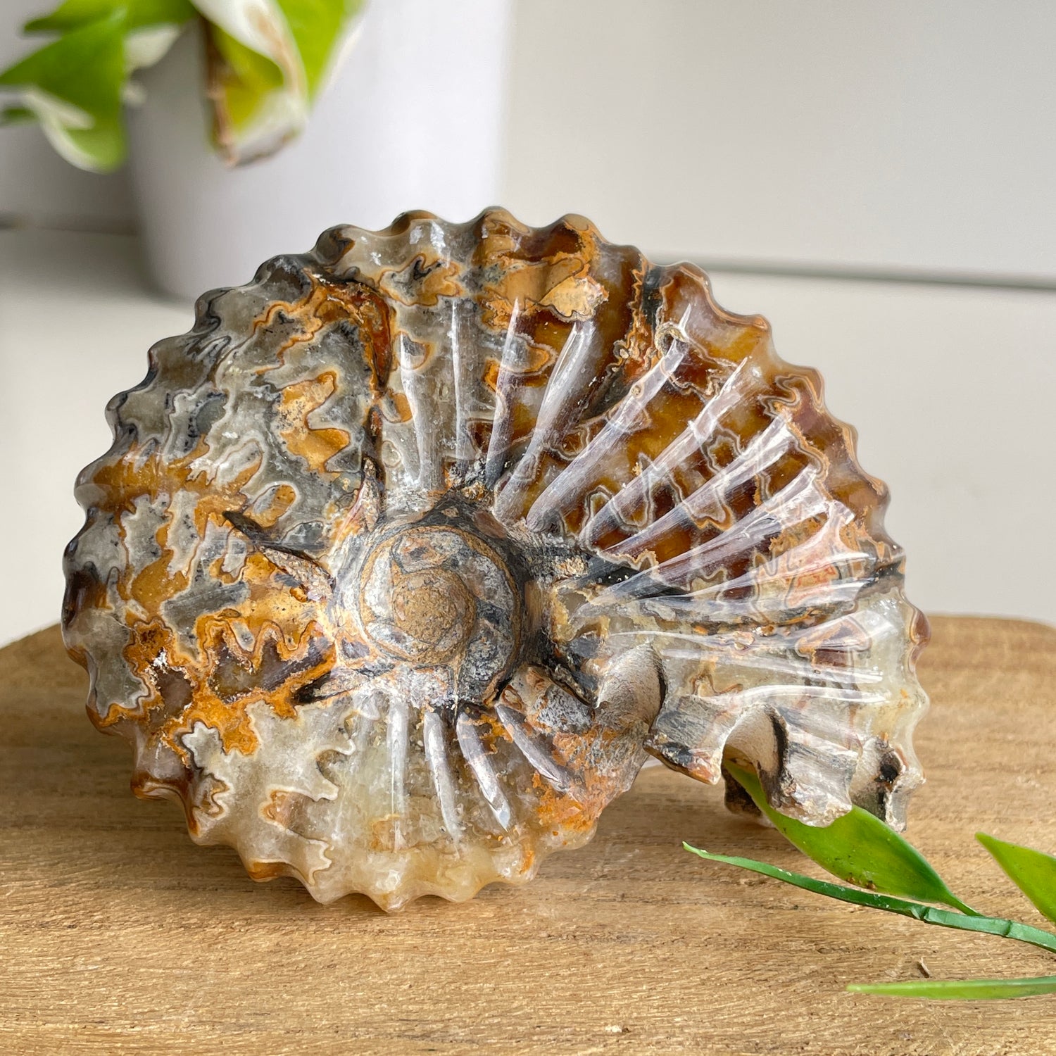Ammonite Pce 220g