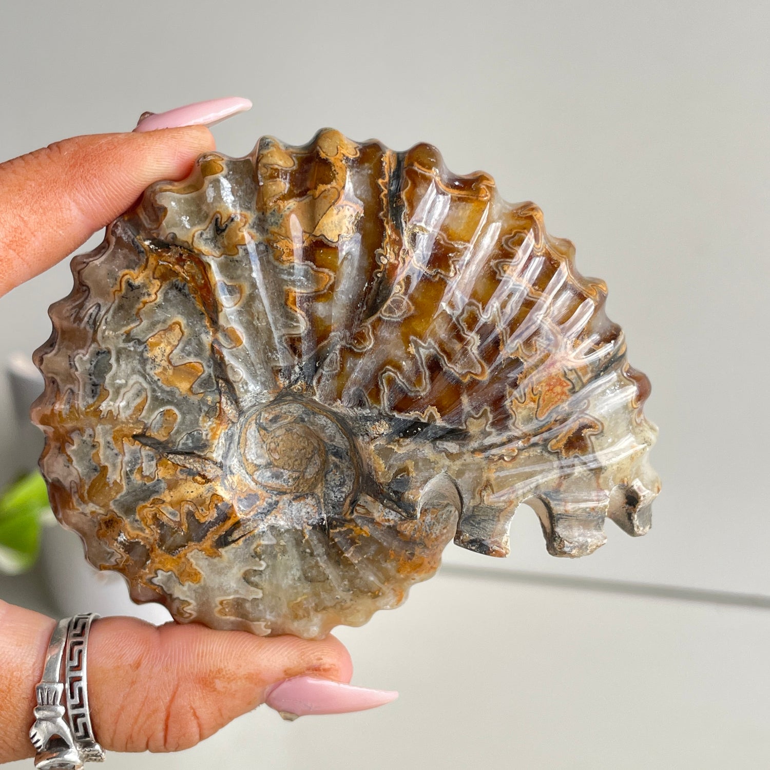 Ammonite Pce 220g