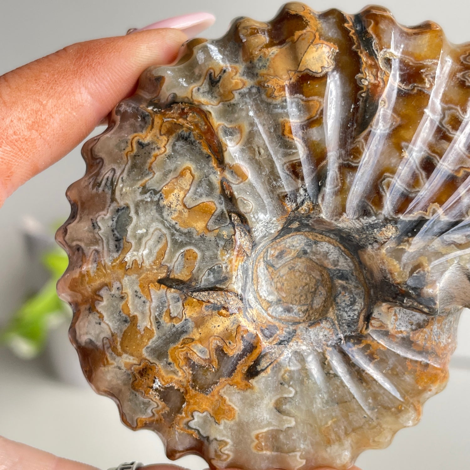 Ammonite Pce 220g