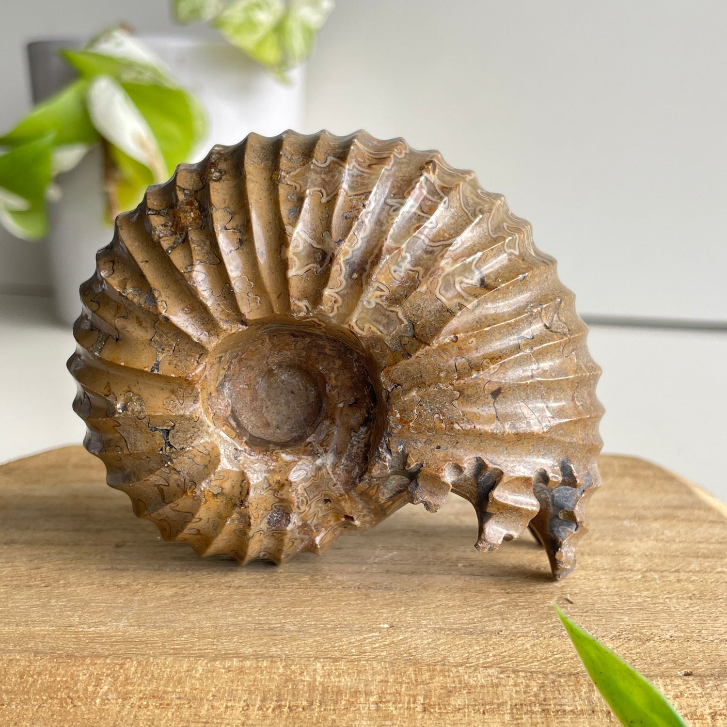 Ammonite Pce 300g