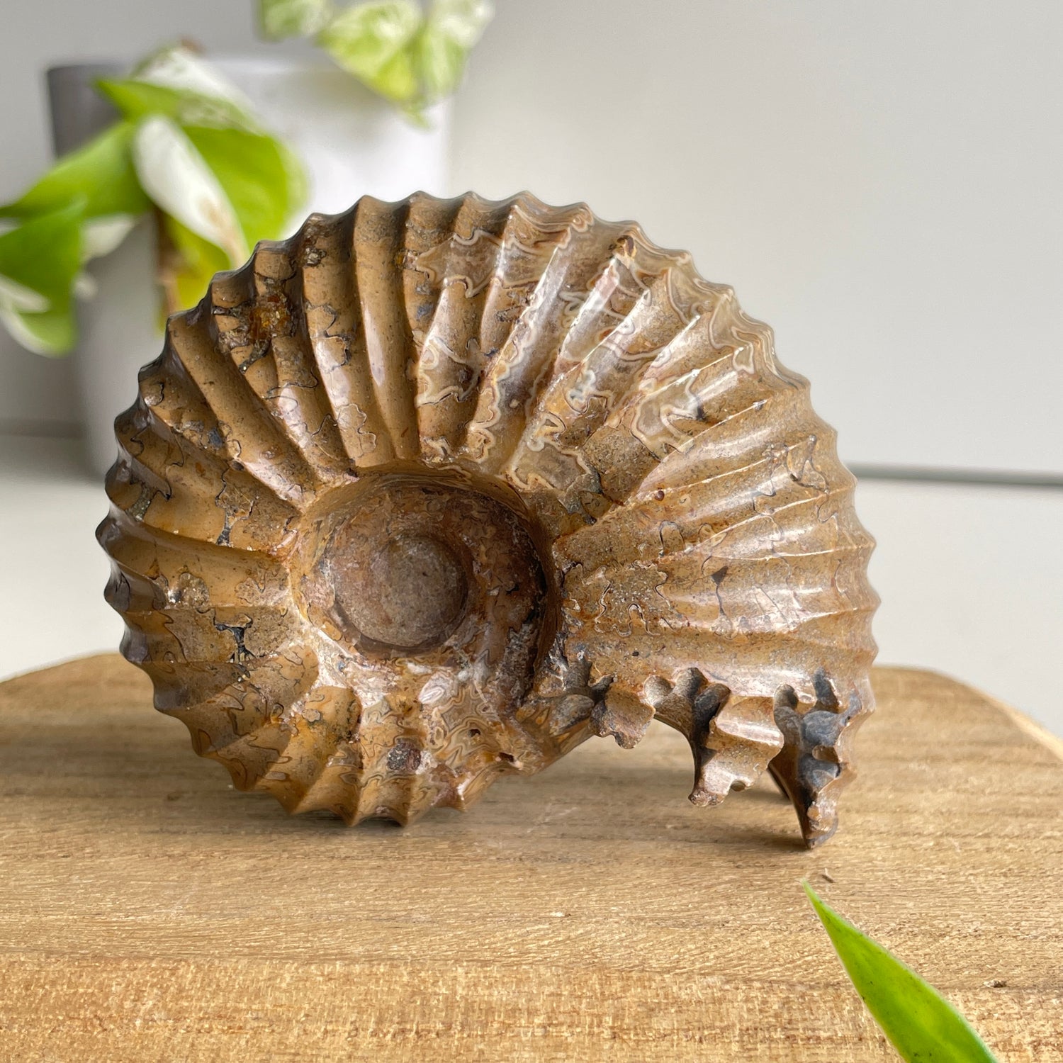 Ammonite Pce 300g
