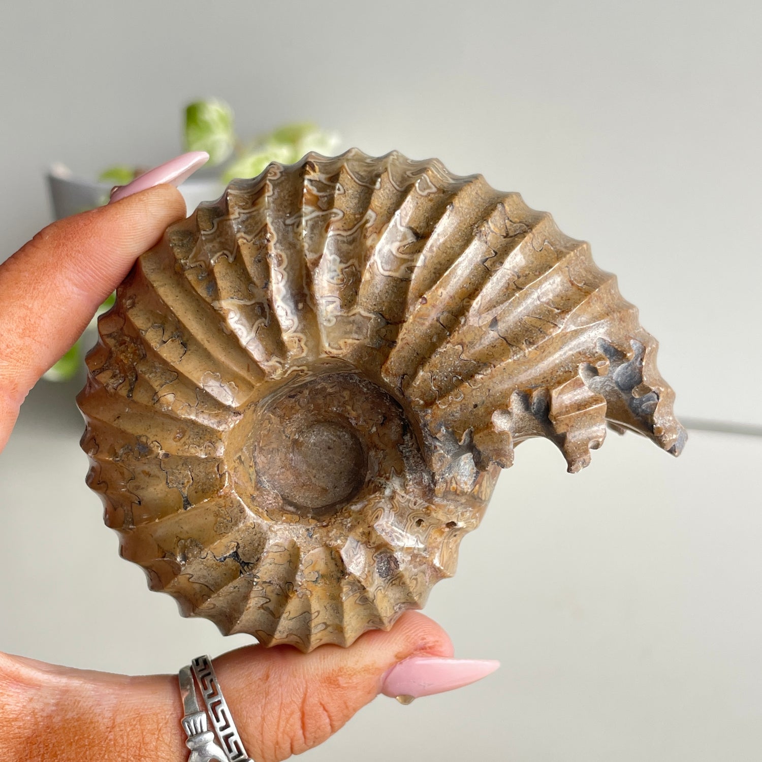 Ammonite Pce 300g