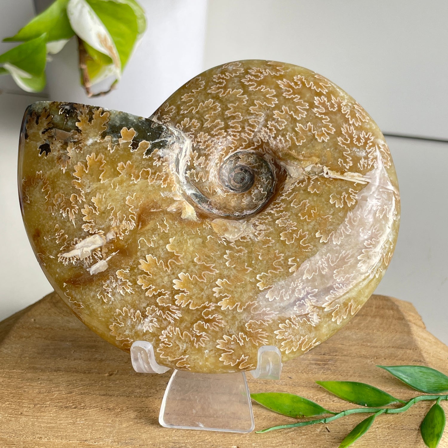 Ammonite Pce 476g
